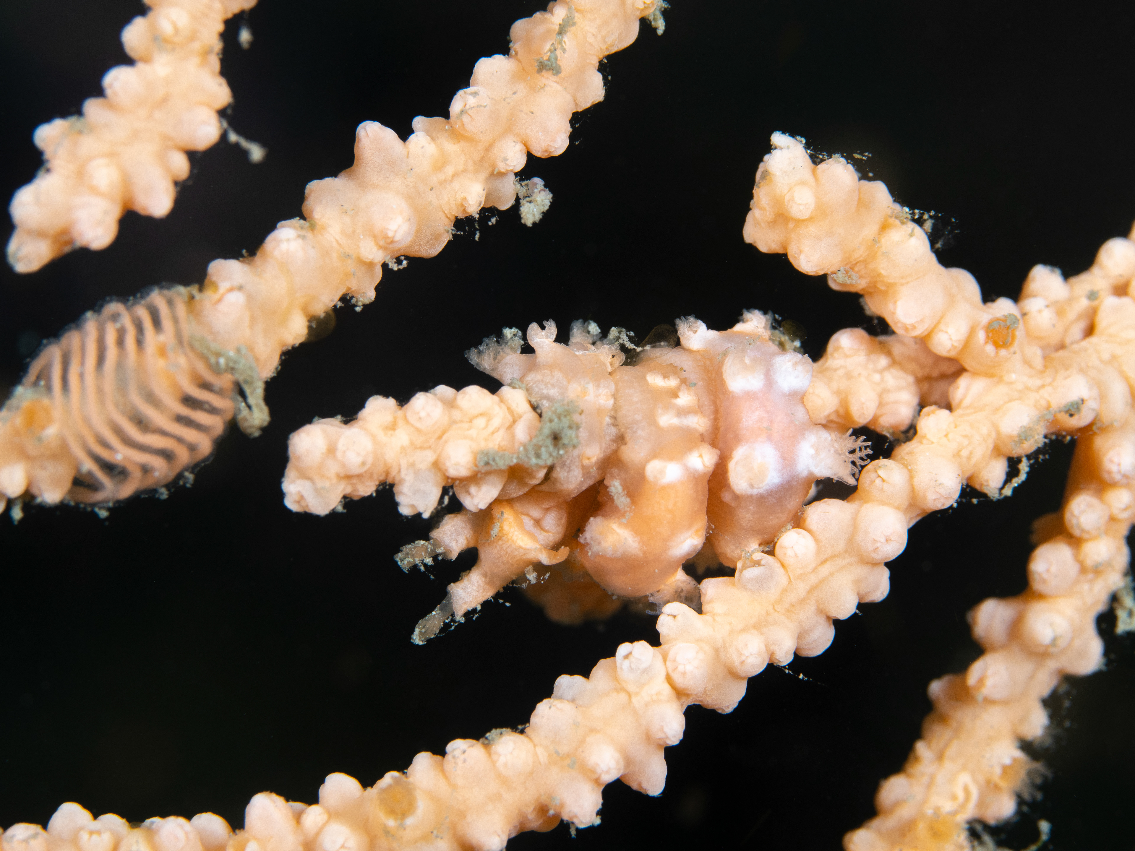 Pink Sea Fan Nudibranchs & Eggs