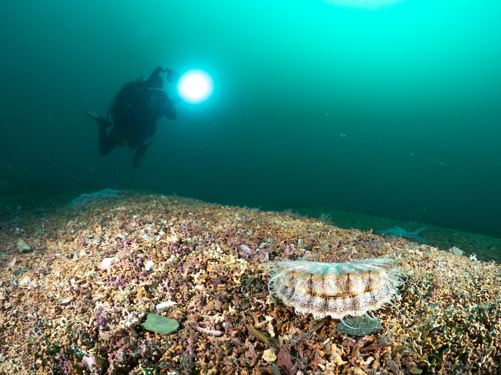 Scallop on Maerl - St Austell