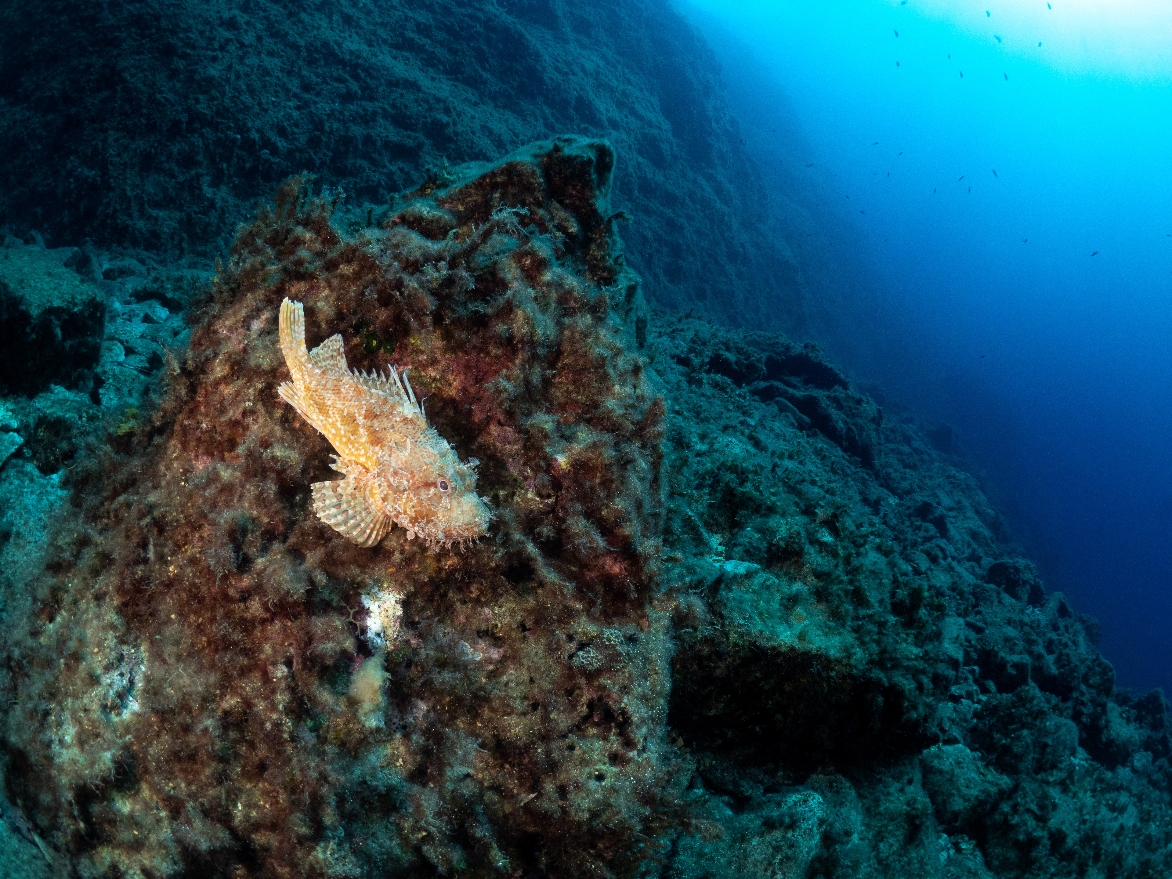 Scorpionfish