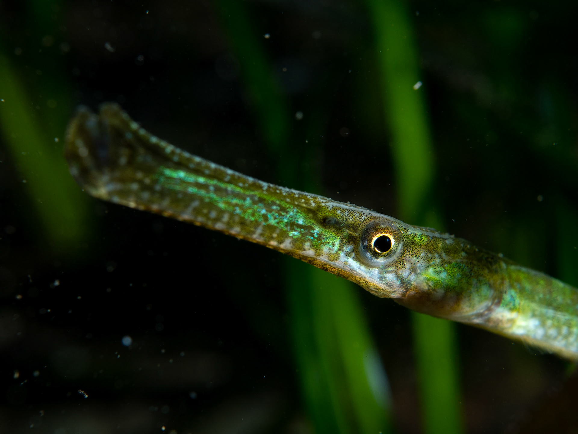 Broad-Nose Pipefish