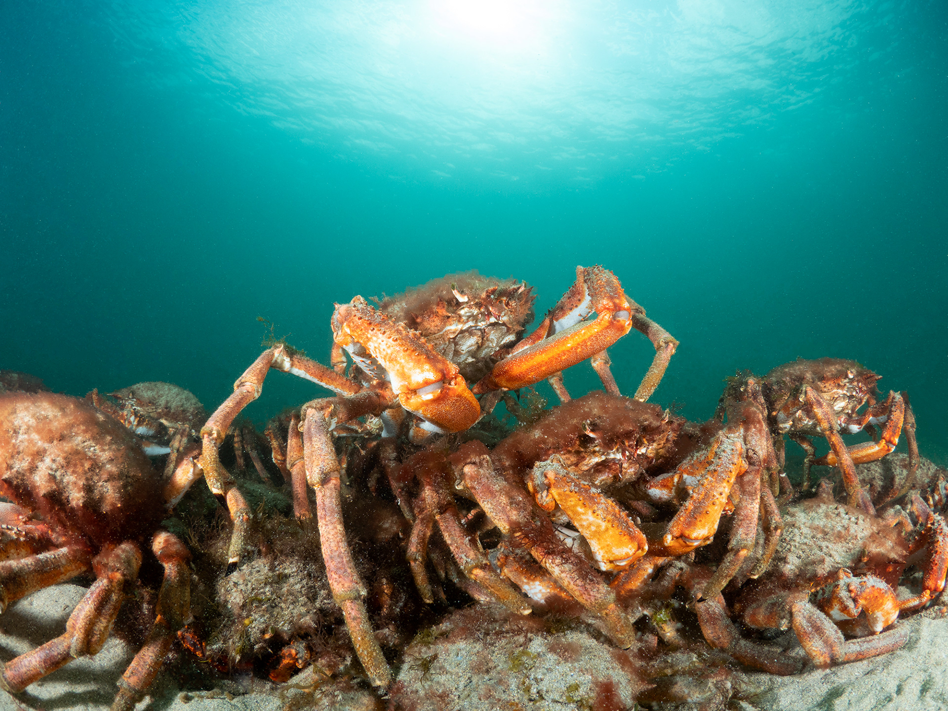 Spider Crab Aggregation - Nr Falmouth