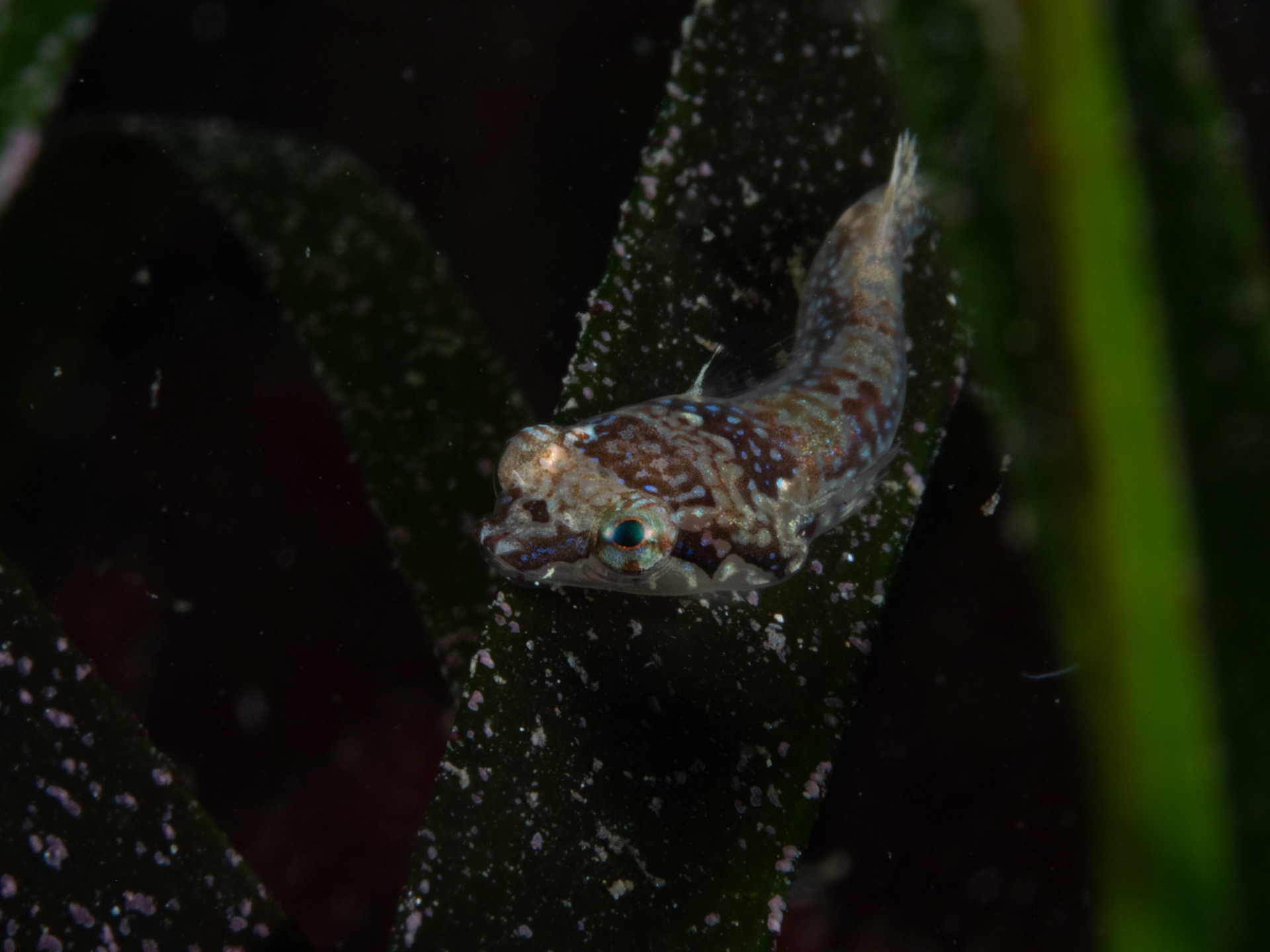 Clingfish on Seagrass