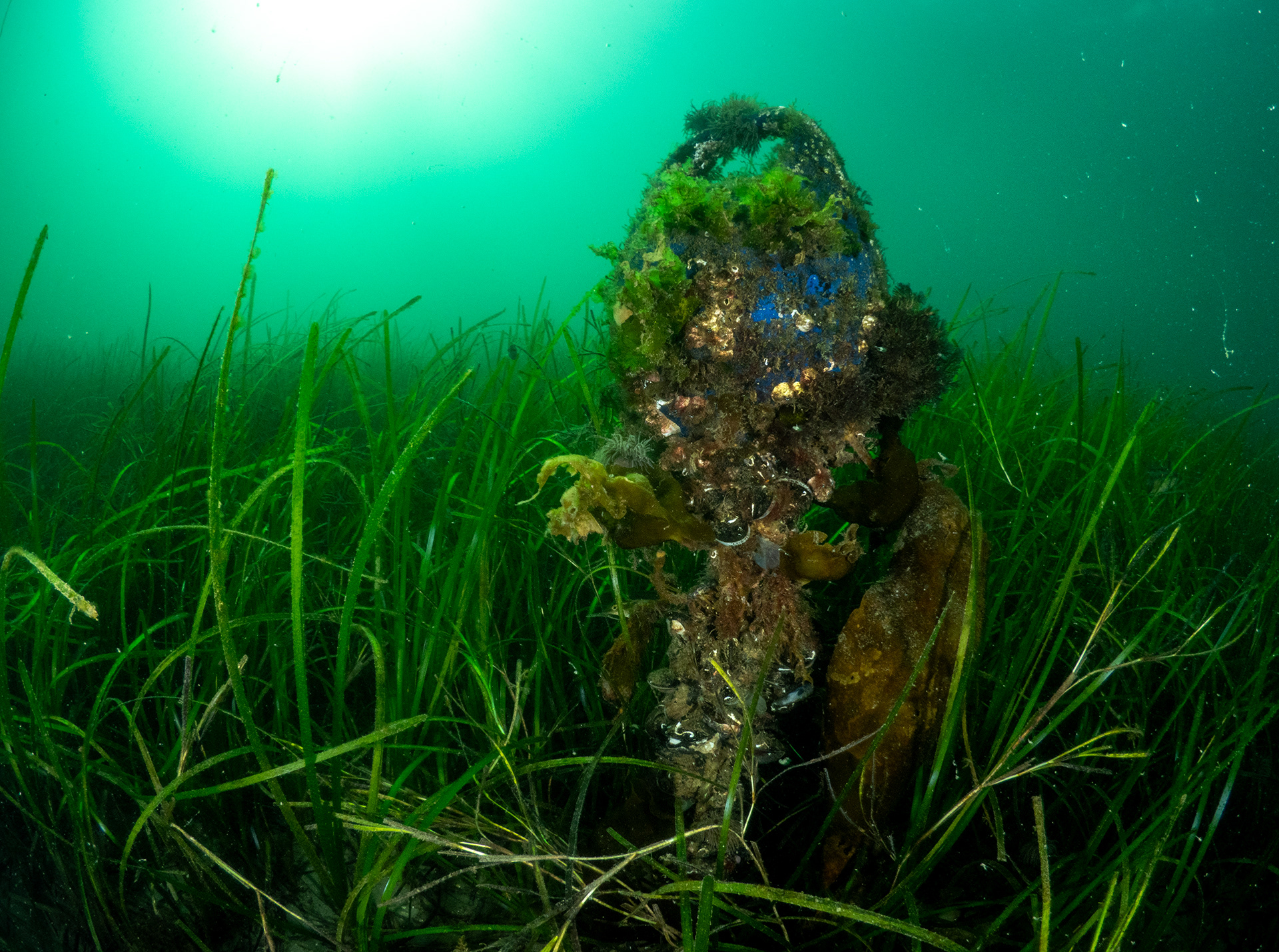 Sunken Mooring Buoy in Seagrass