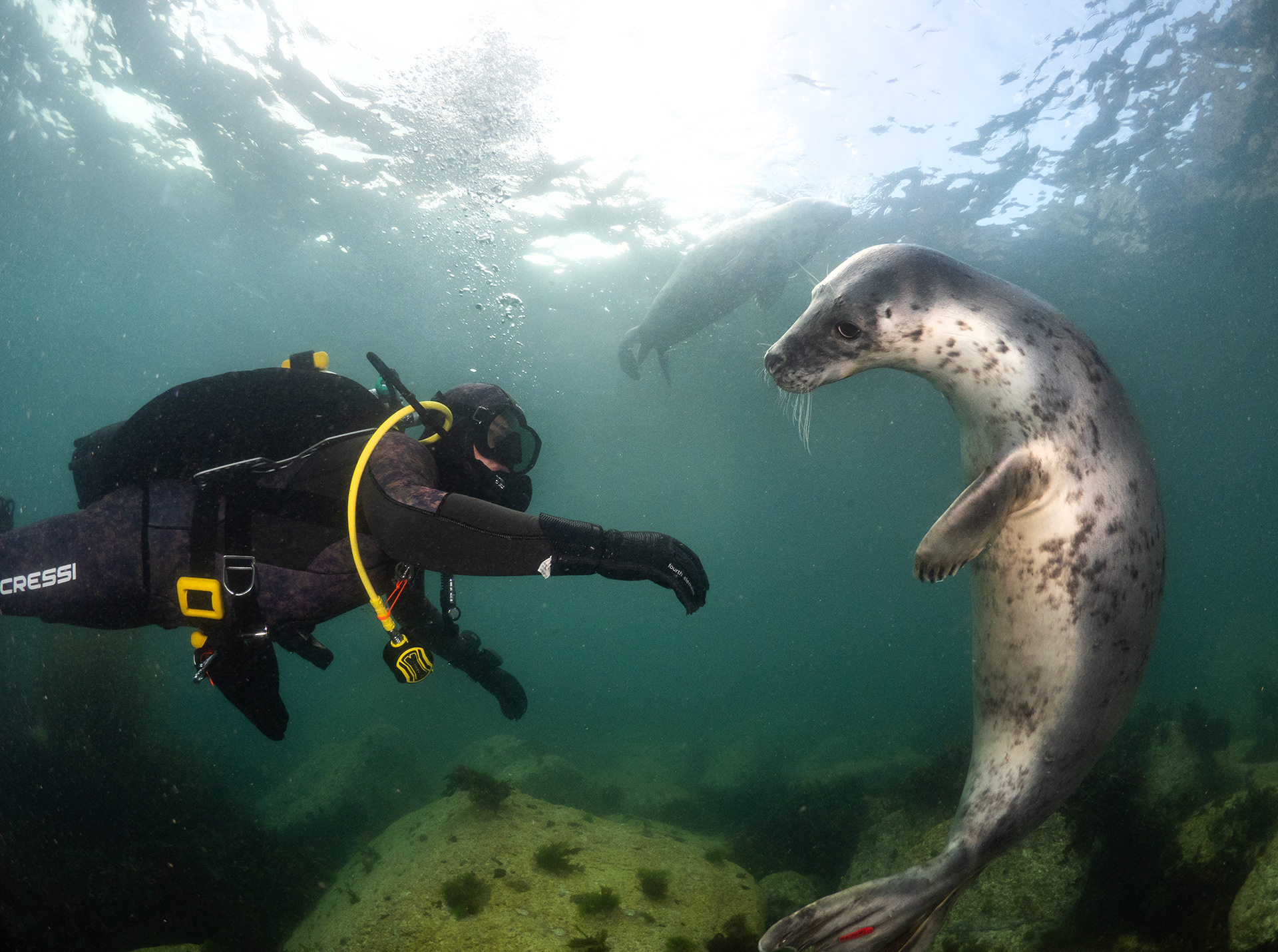 Lundy Seals and Diver