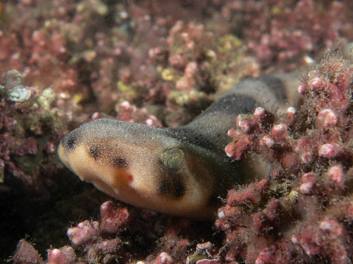 Juvenile Catshark on maerl