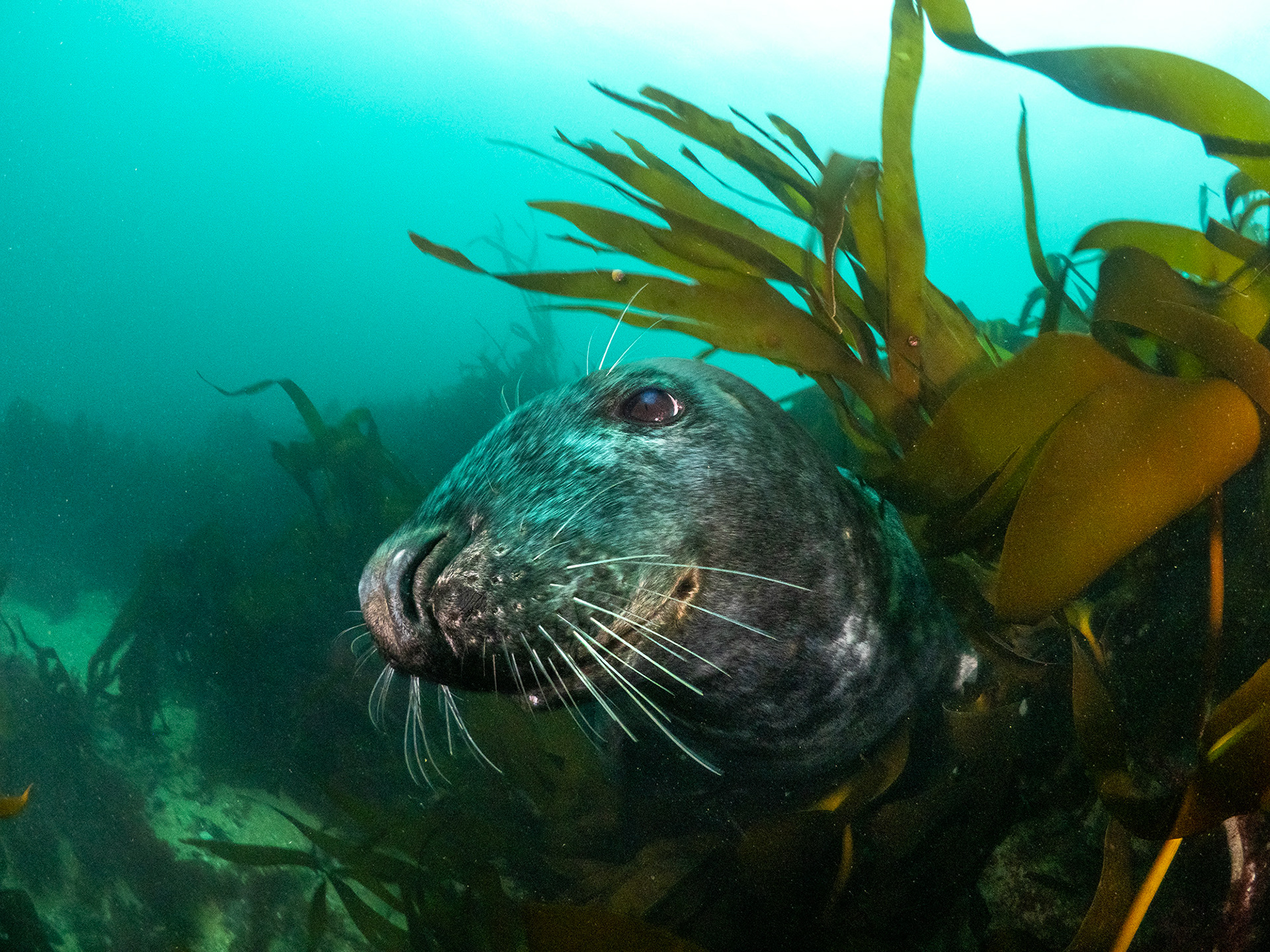 Large Seal in Falmouth