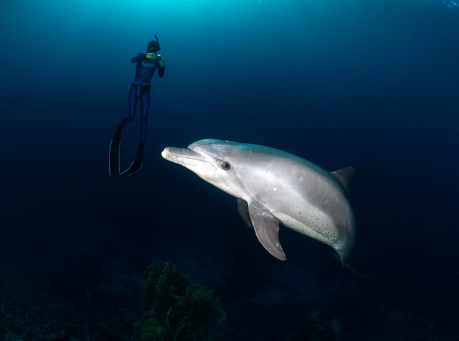 Bottlenose Dolphin and Freediver