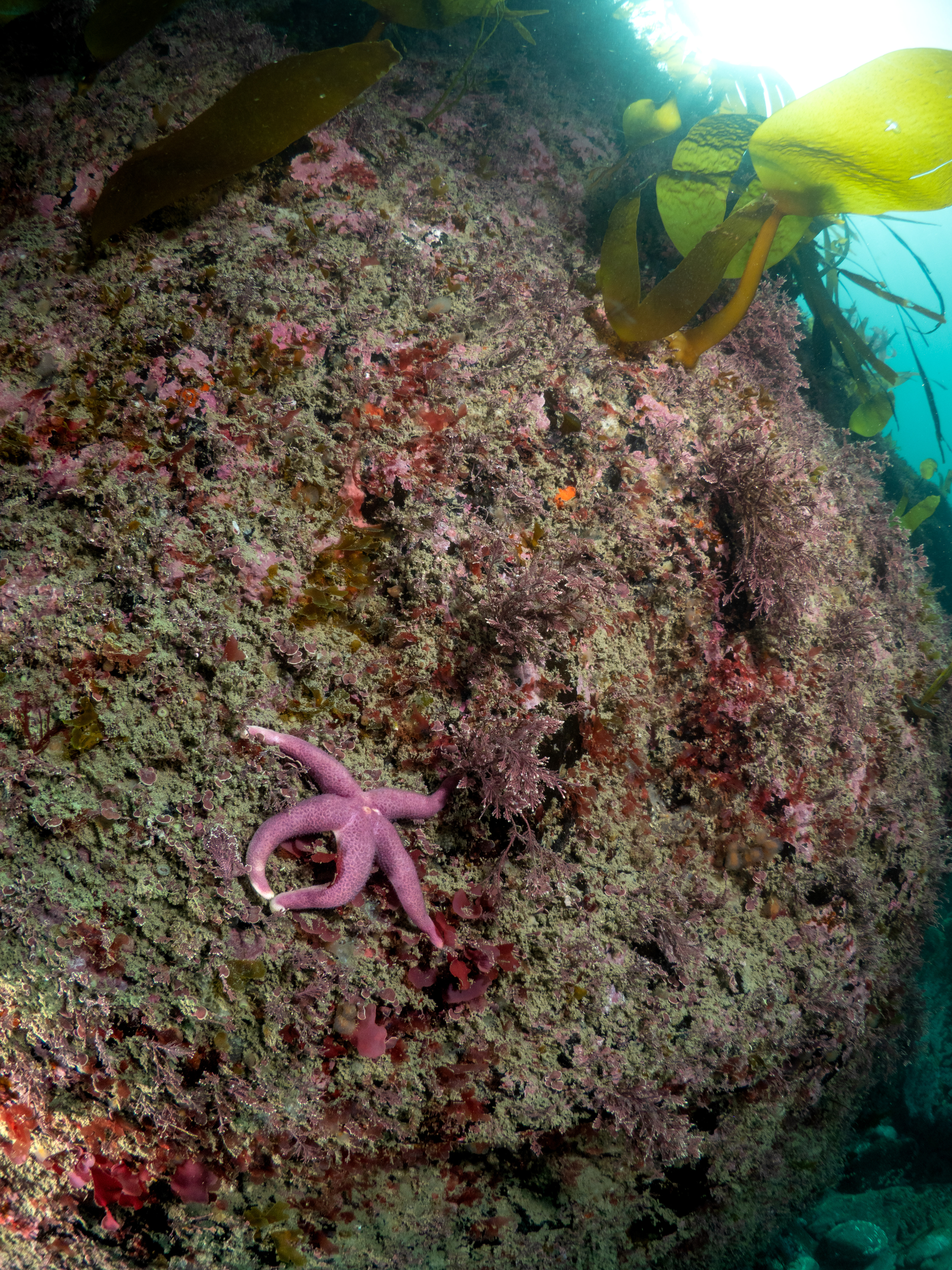 Bloody Henry on rocky reef