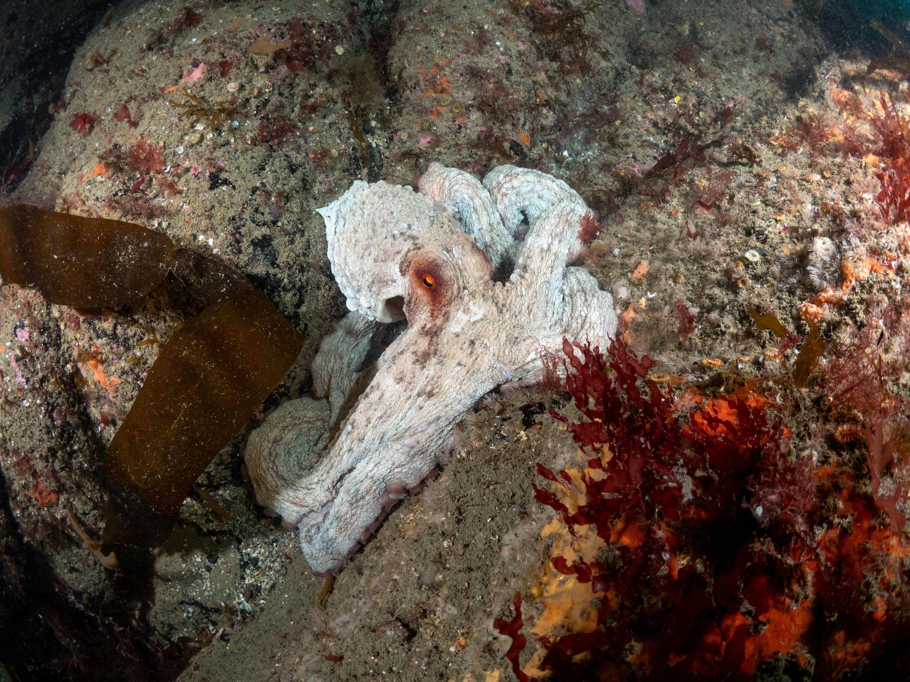 Common Octo Porthkerris 5