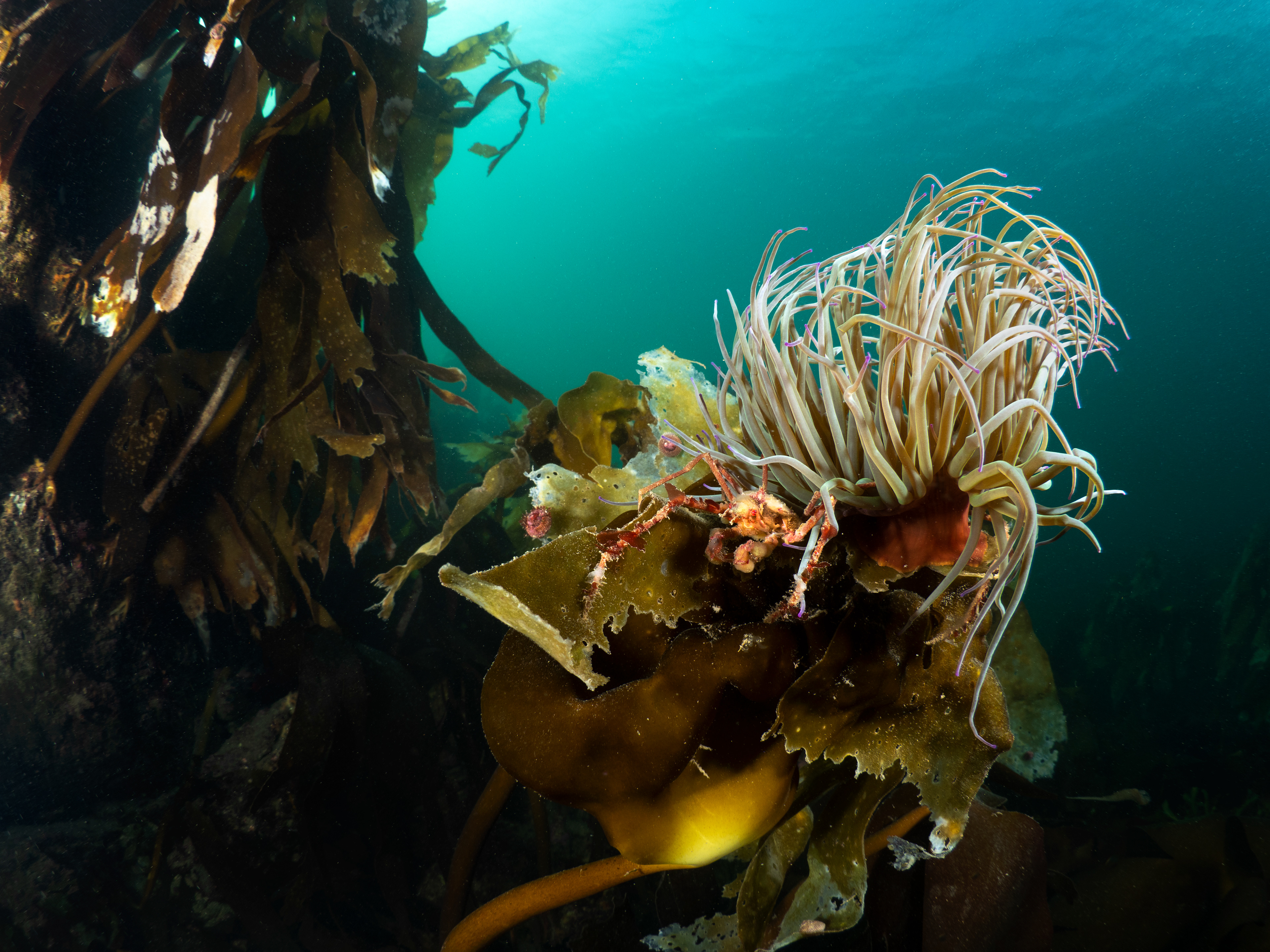 Inachus sp under snakelock - fisheye lens