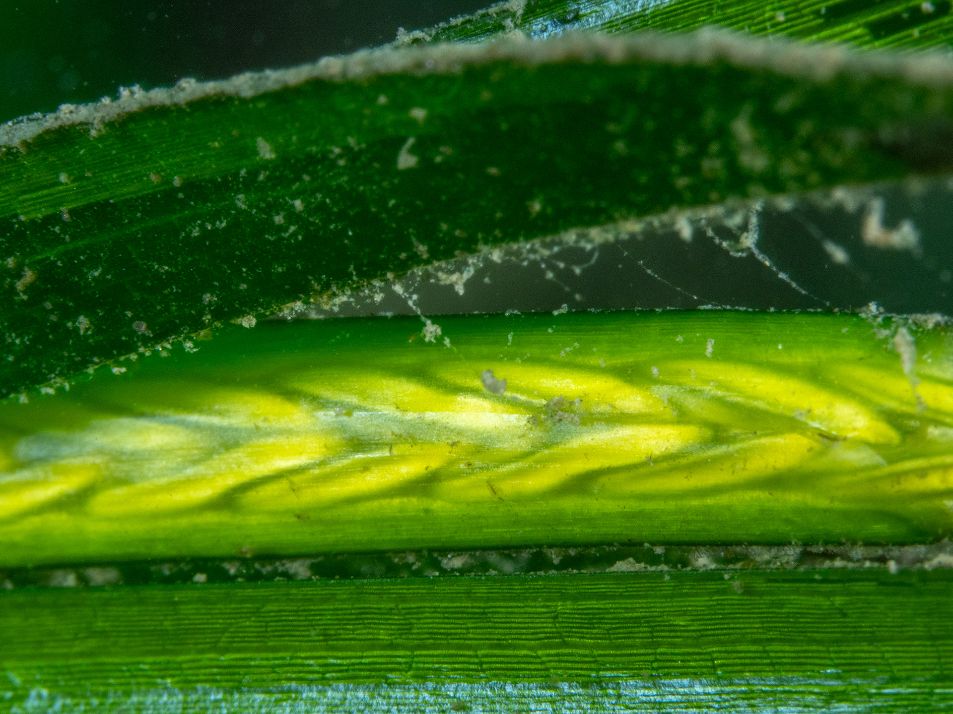 Seagrass Seeds - Helford