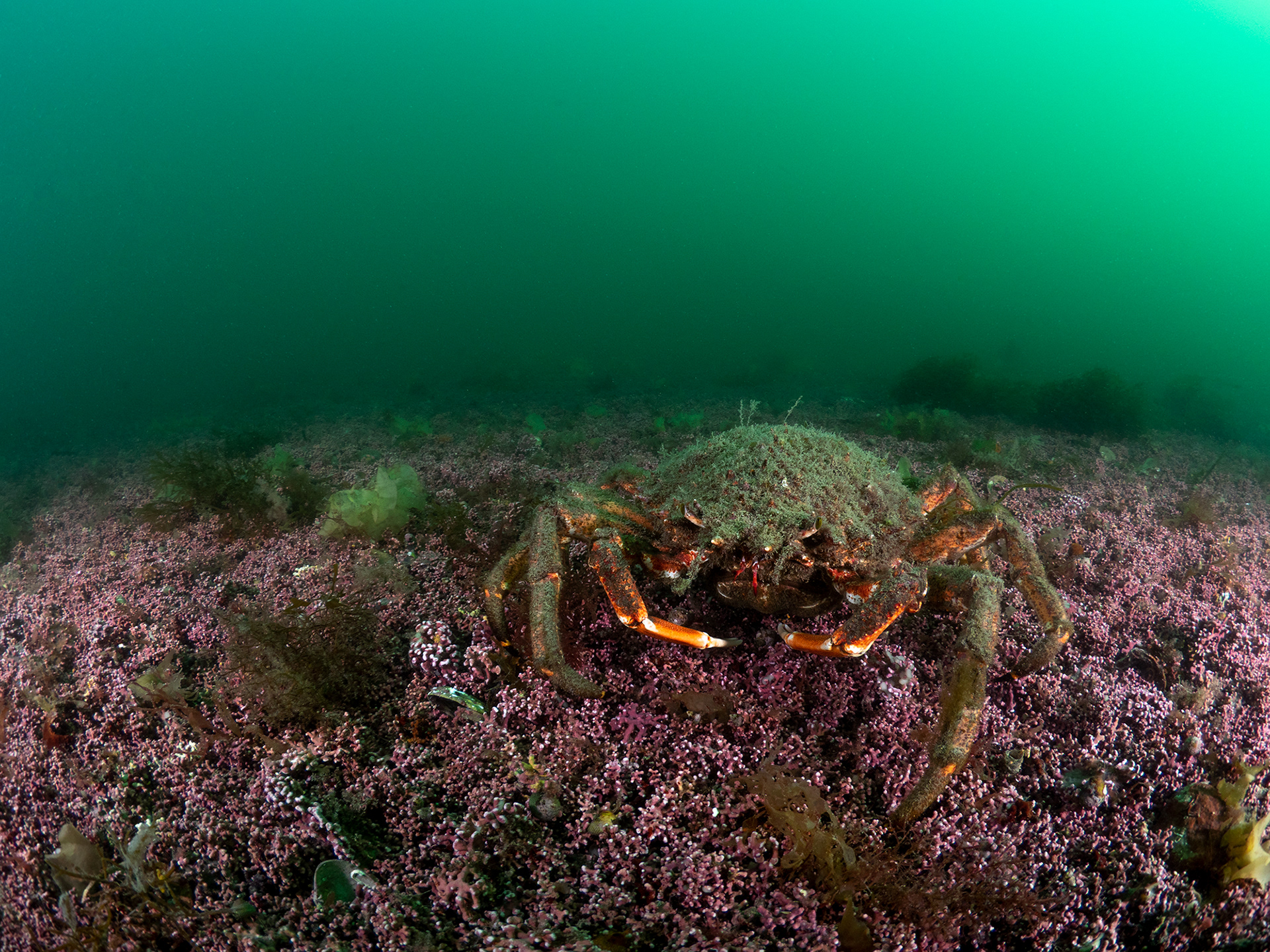 Spider Crab on Maerl - st mawes