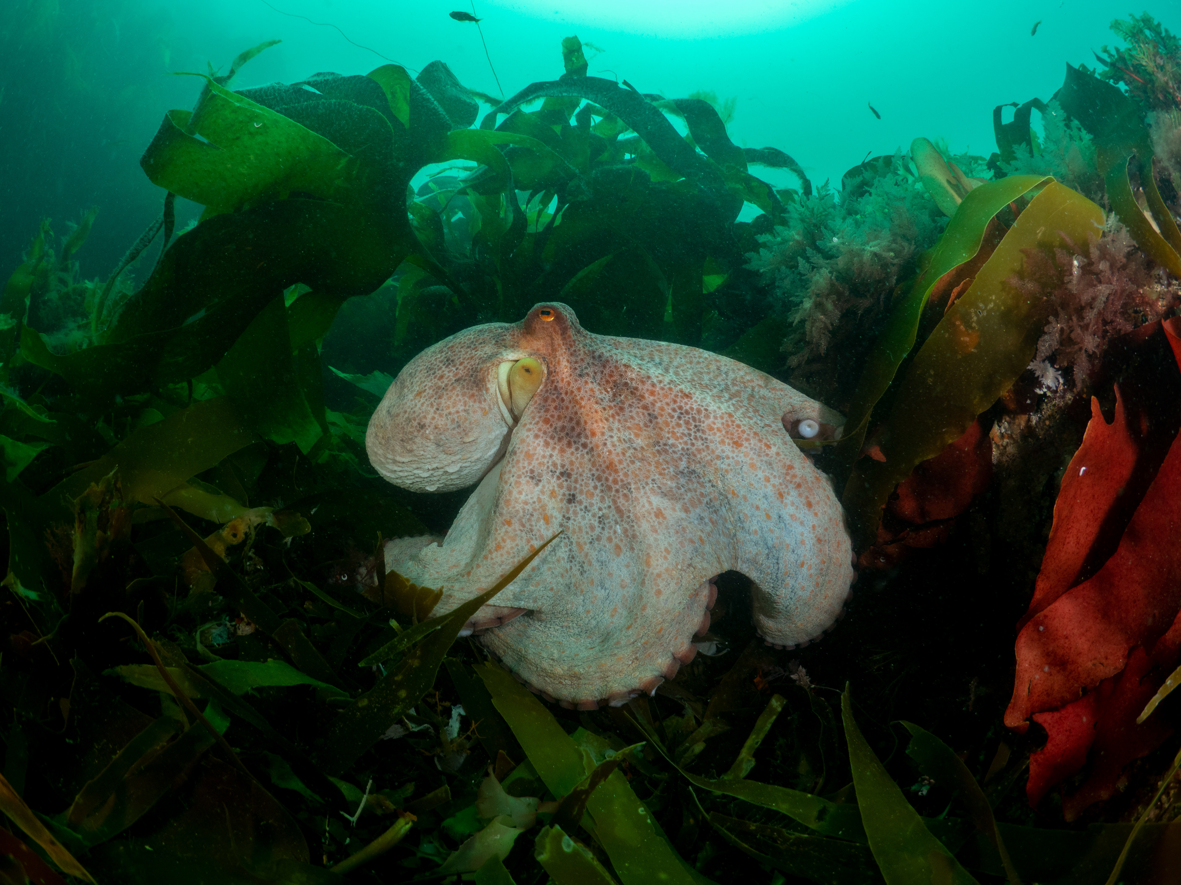 Common Octo Porthkerris 3
