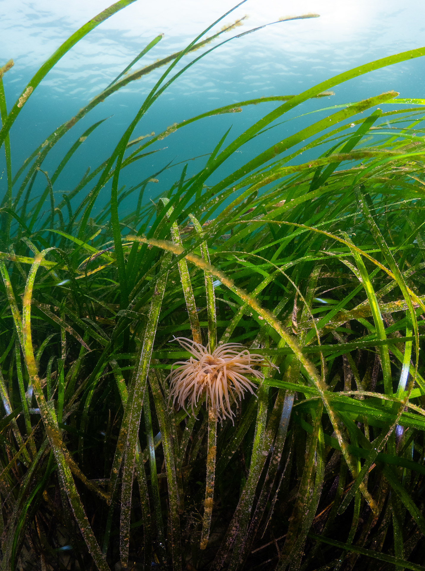Seagrass and Snakelock Anemone
