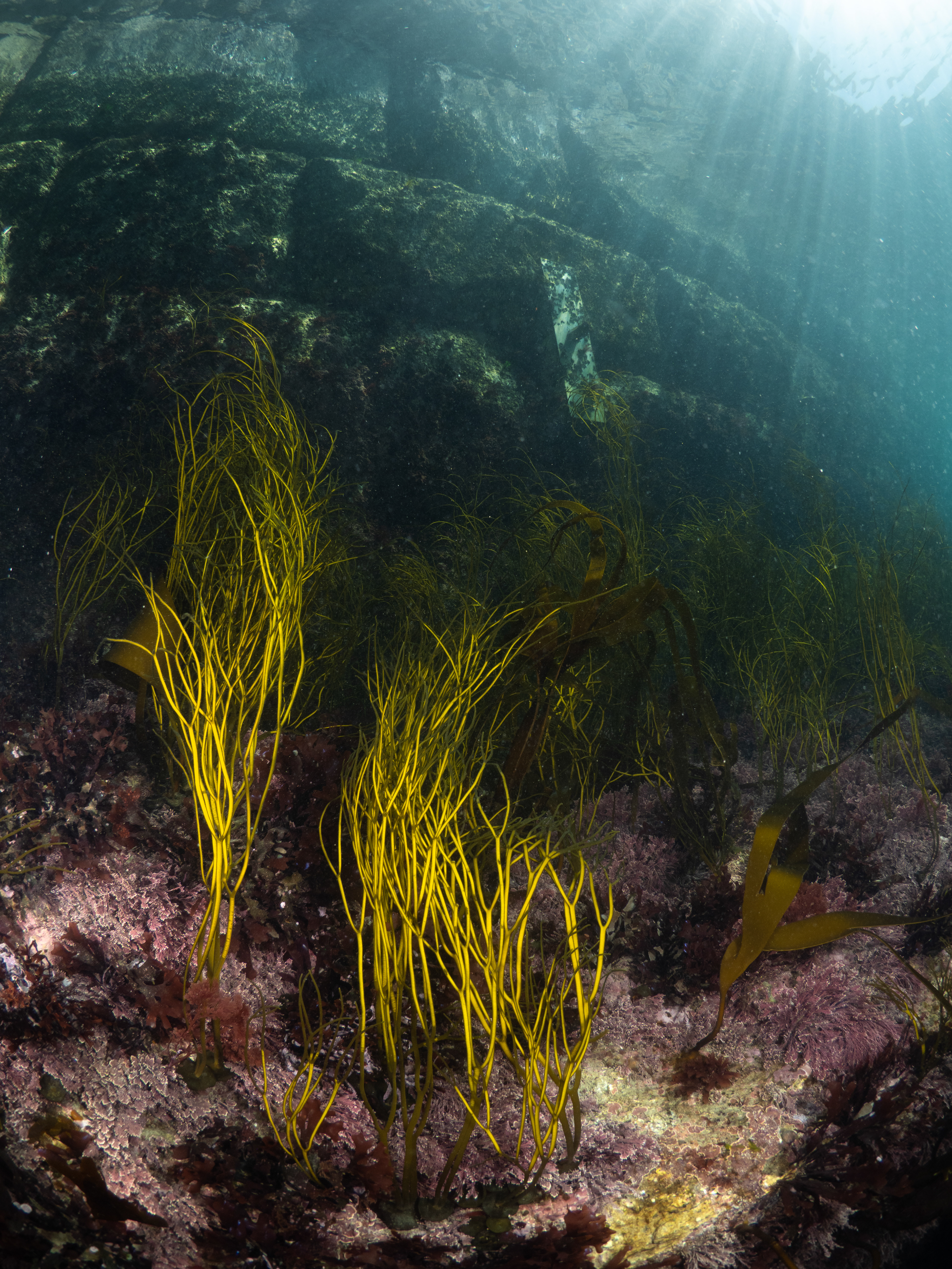Stringweed under mullion harbour