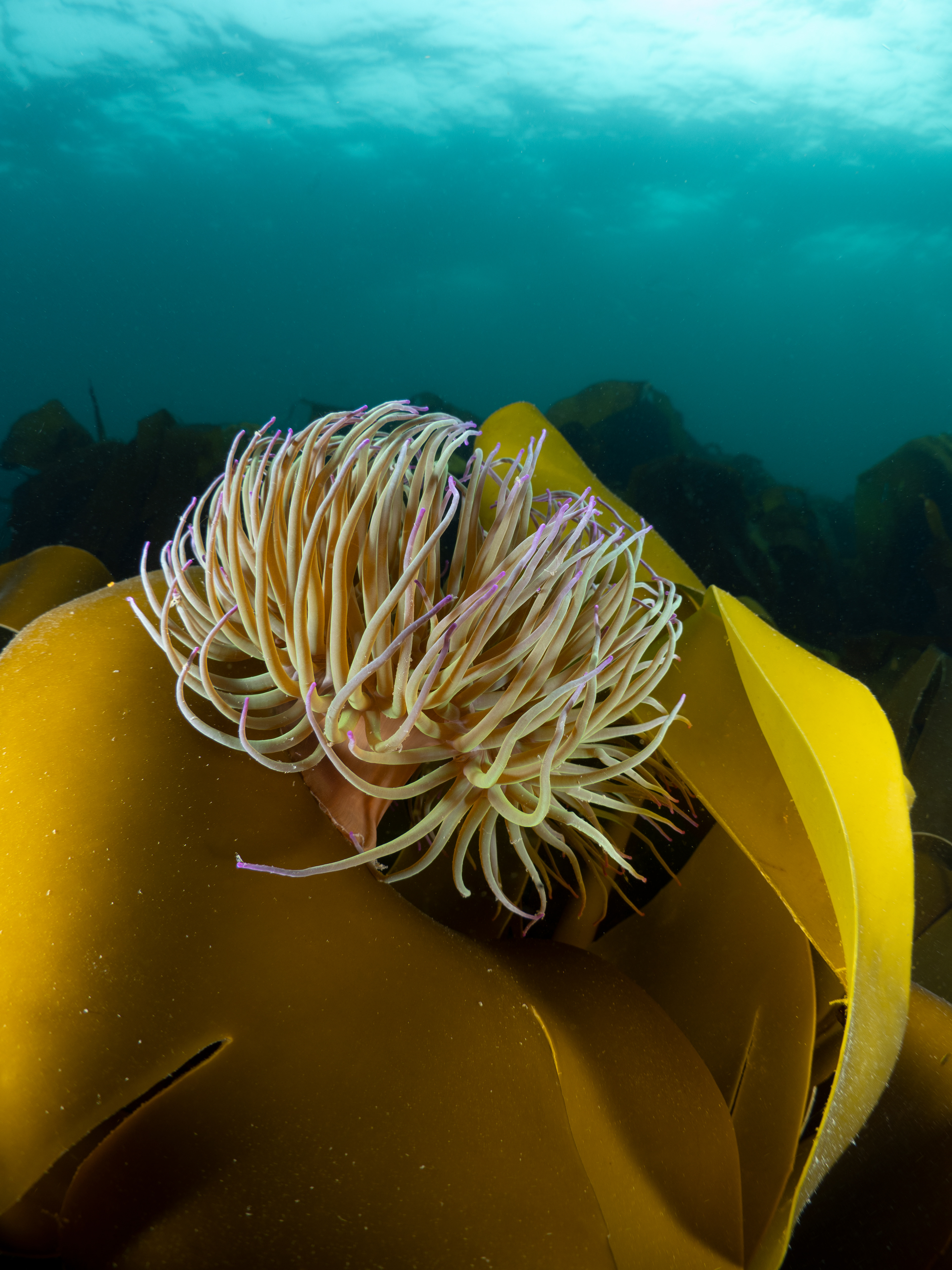 Snakelock Anemone close up