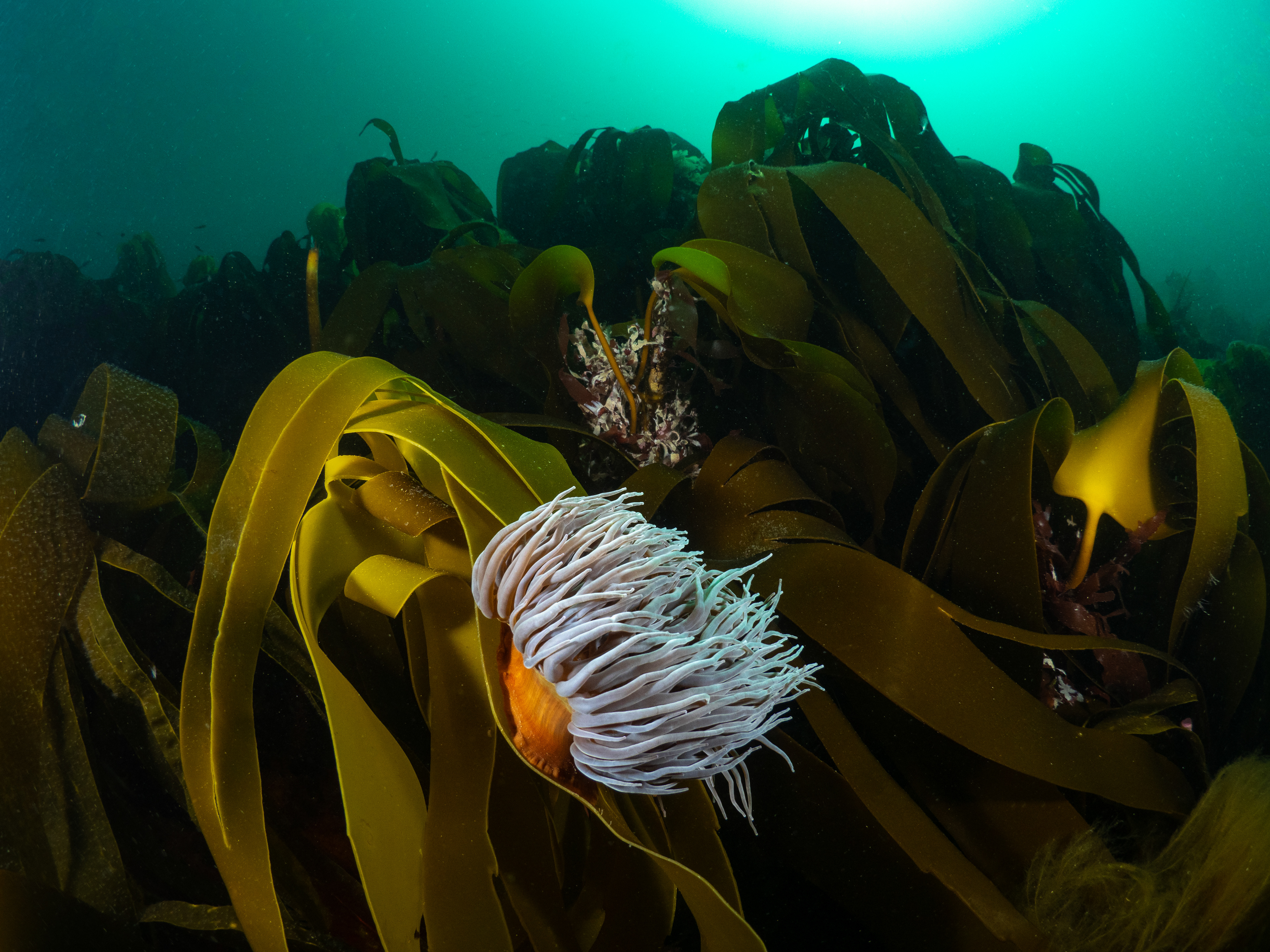 Snakelock anemone in kelp forest