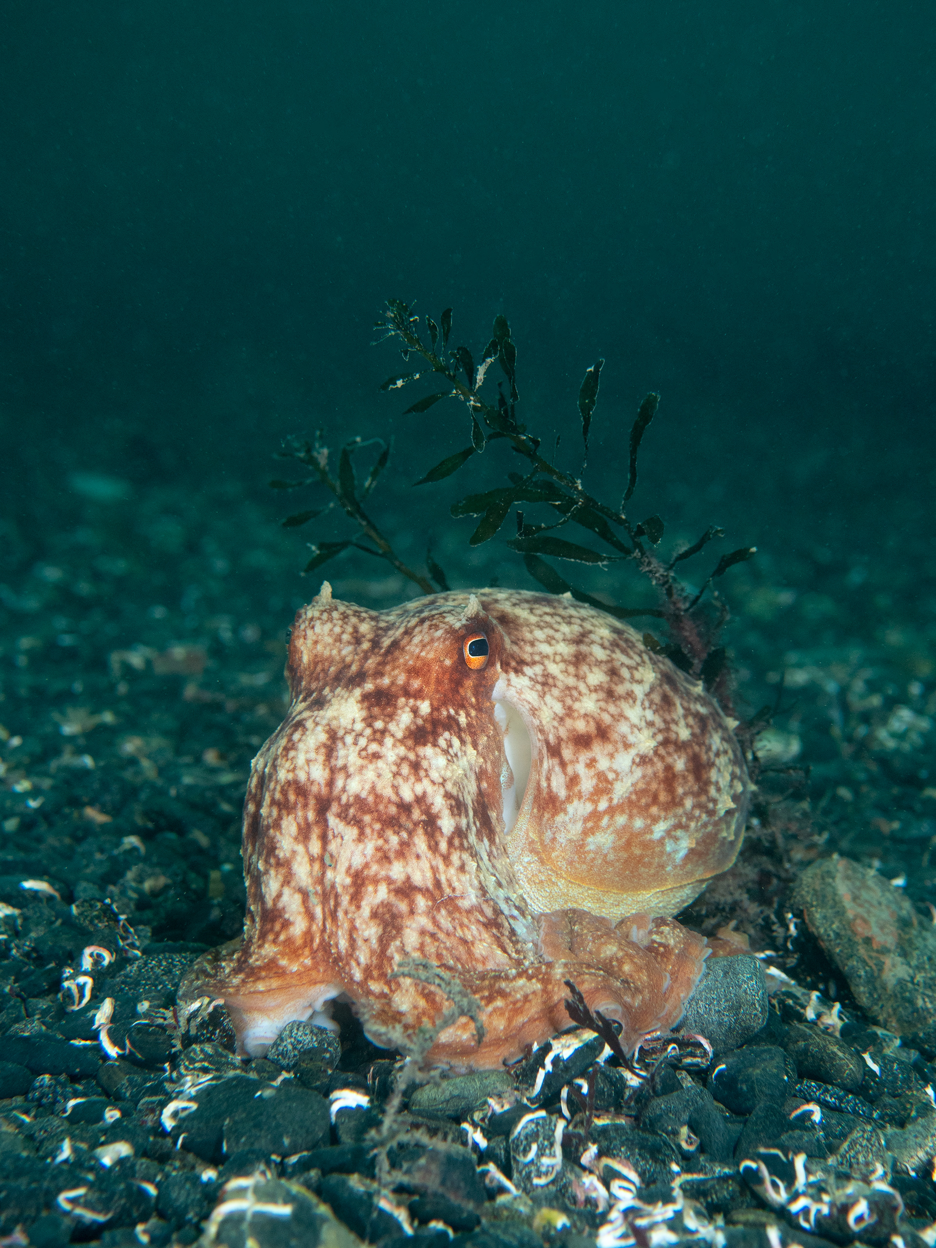Curled Octo on Rocks