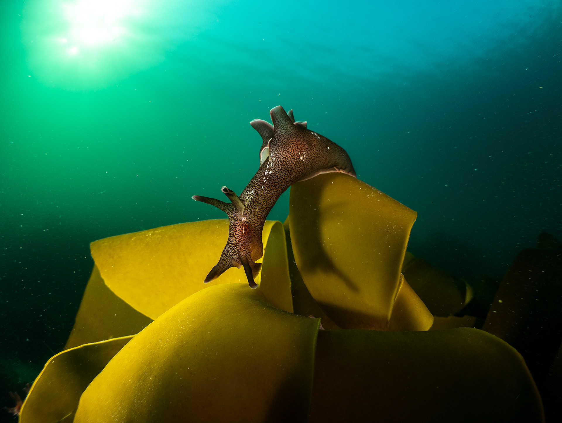 Sea Hare on Kelp