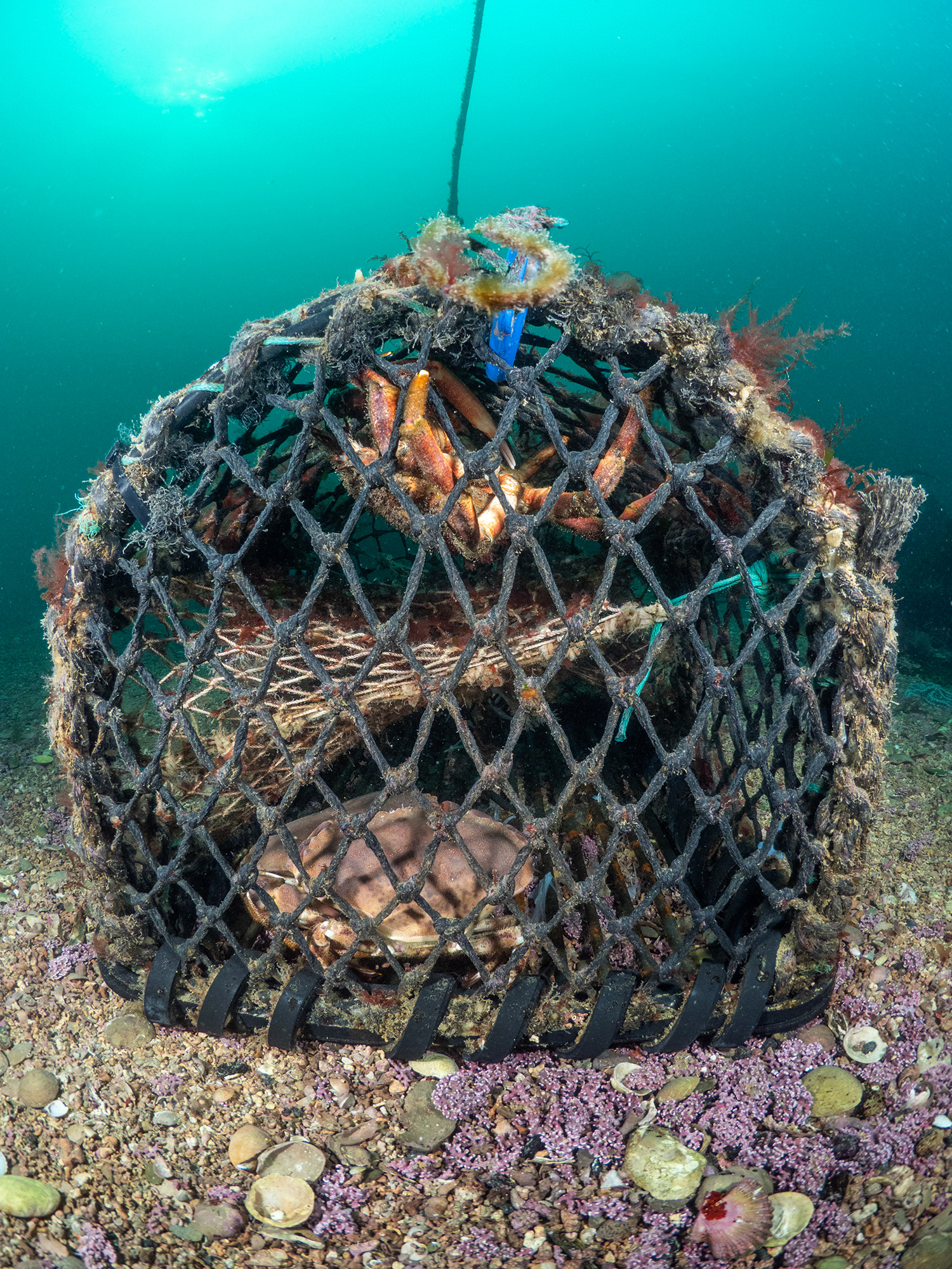 Crab Pot on Maerl Bed - Pendennis
