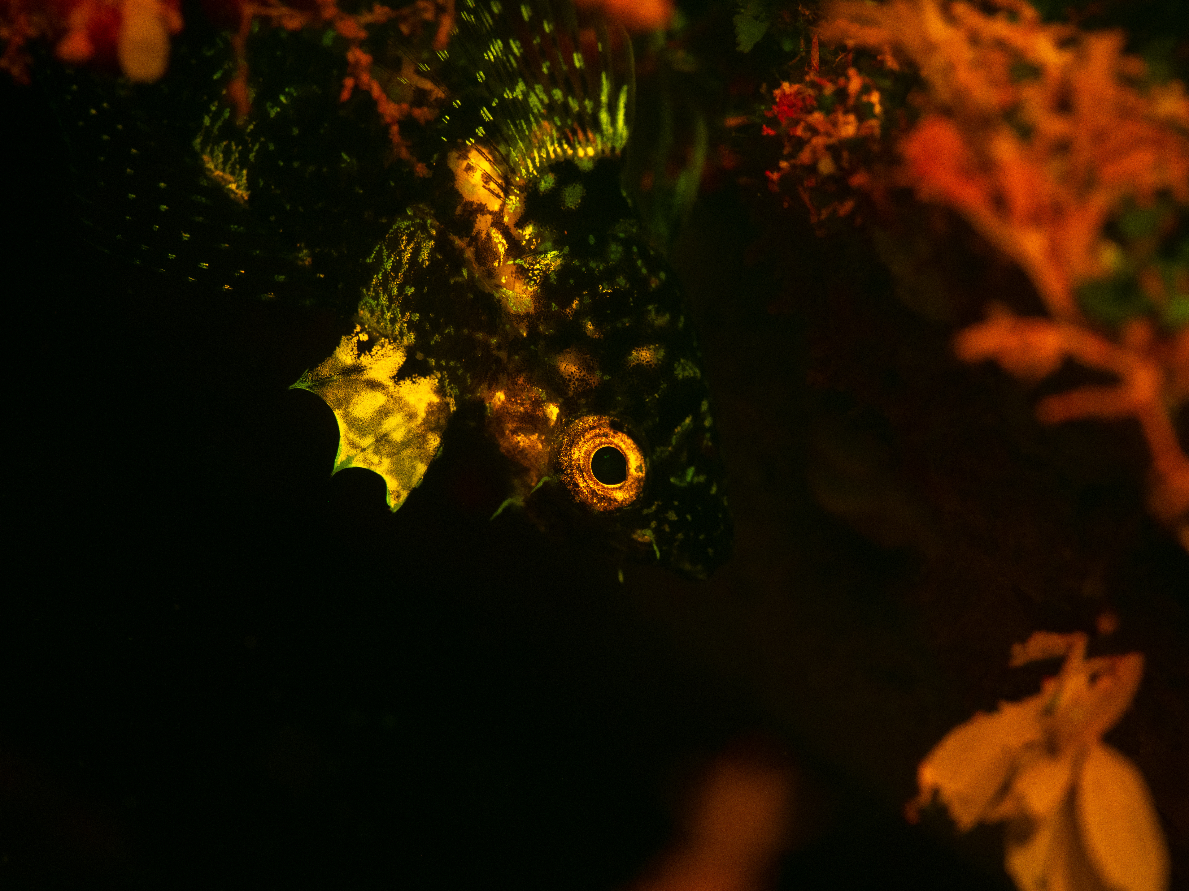 Fluorescent Black headed blenny