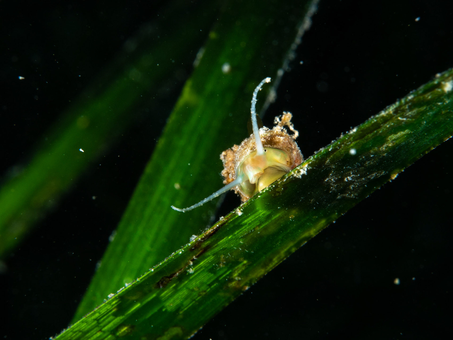 Whelk on Seagrass