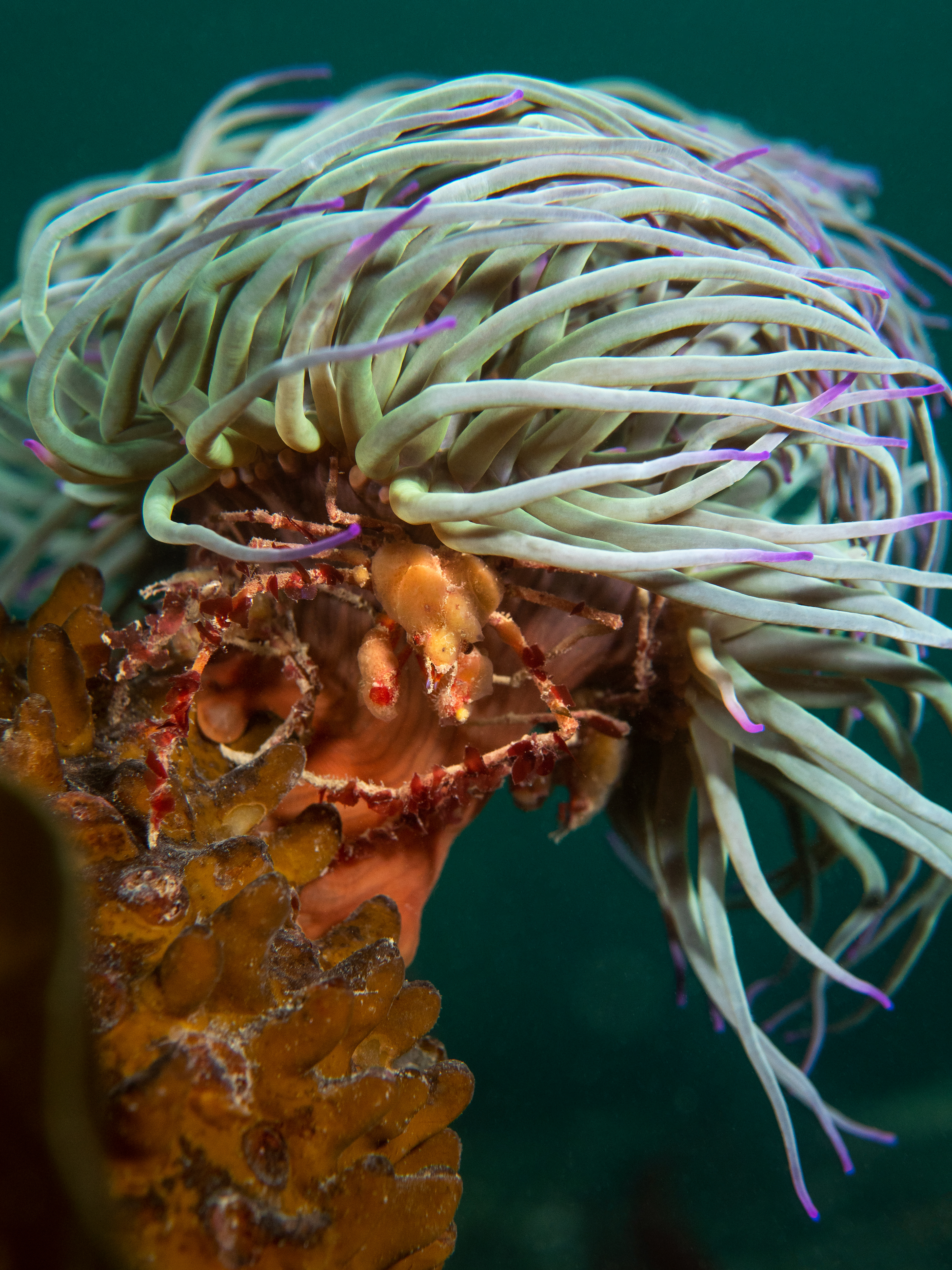 Inachus sp under snakelock - macro