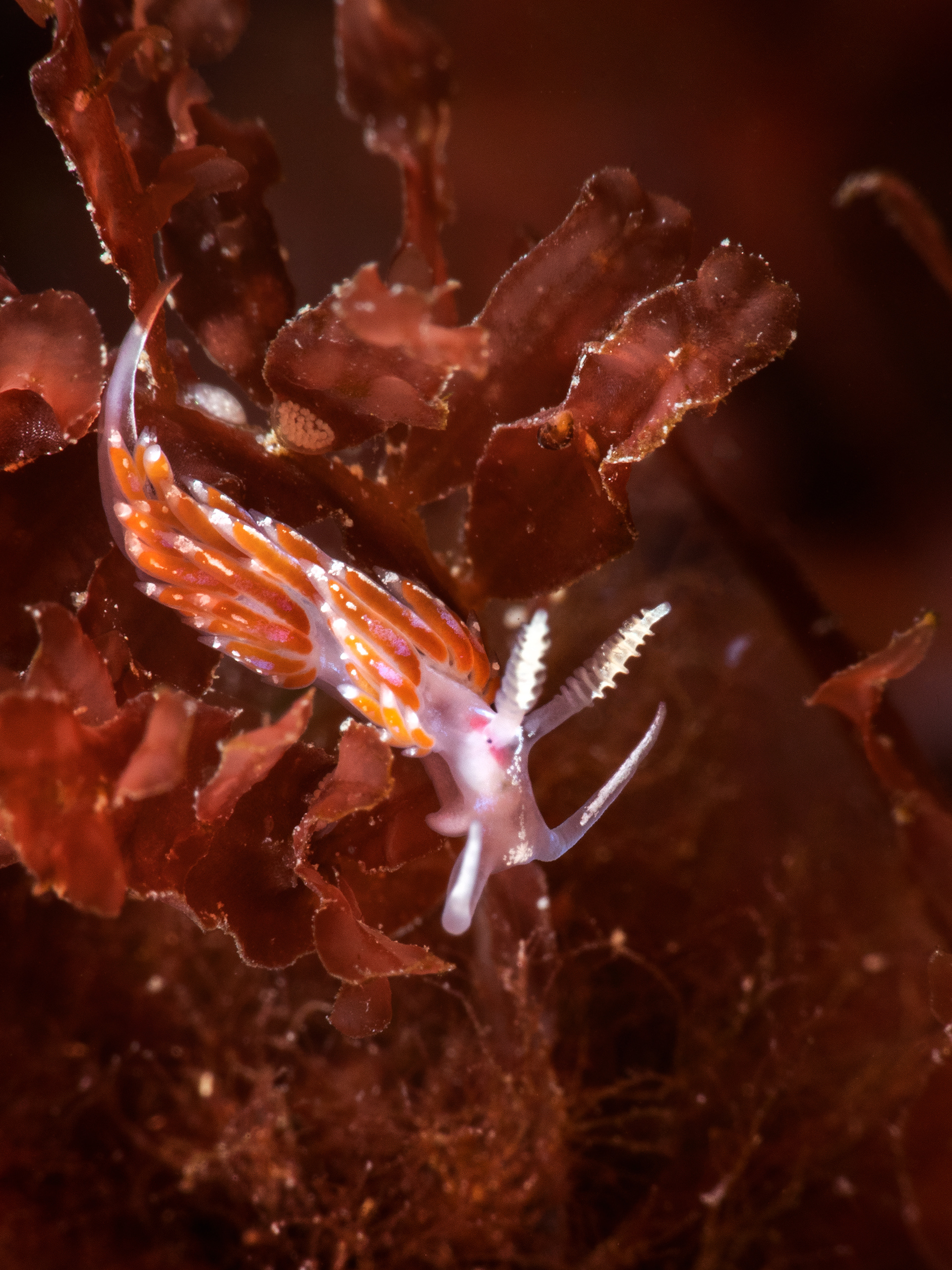 Facelina on Red Seaweeds