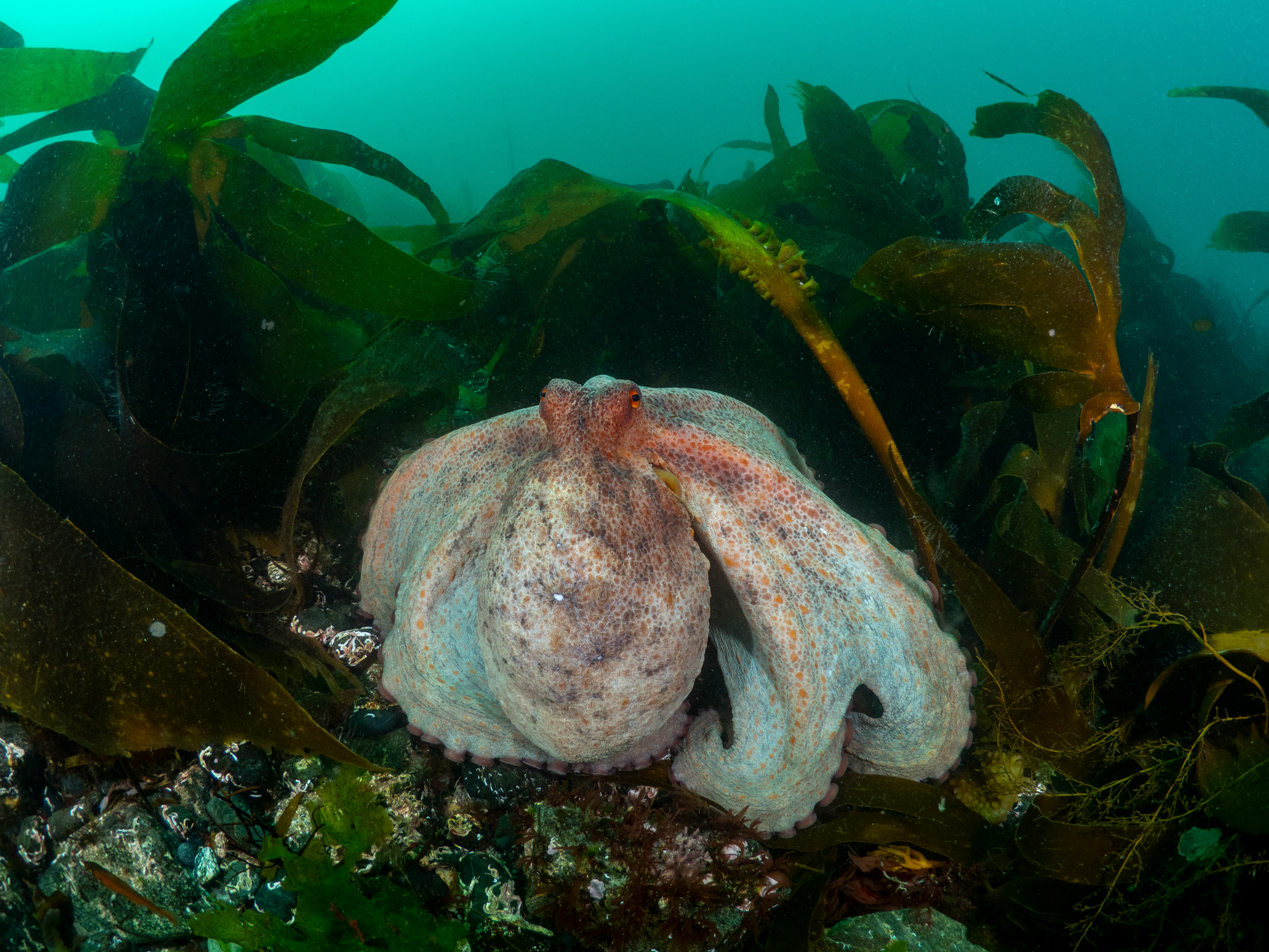 Common Octo Porthkerris 7