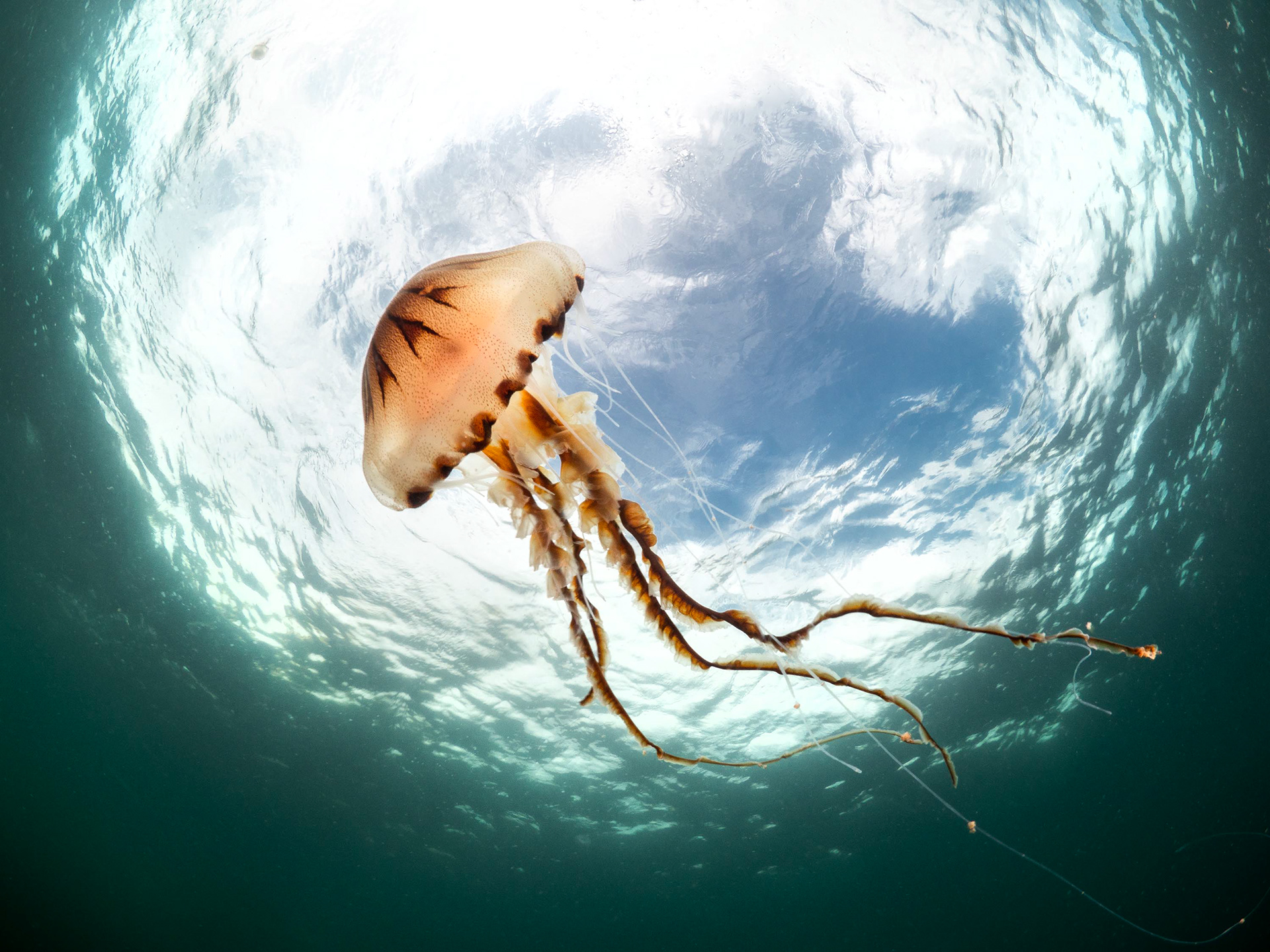 BSOUP Sept 23 (Jellyfish) - 5th