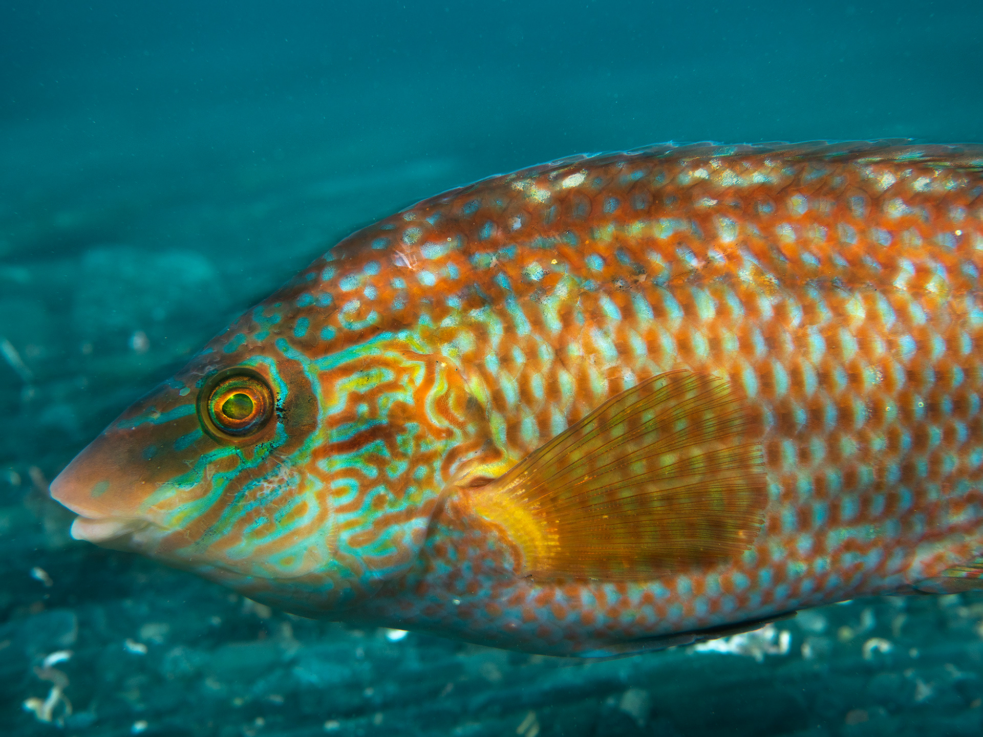 Corkwing Wrasse Blur