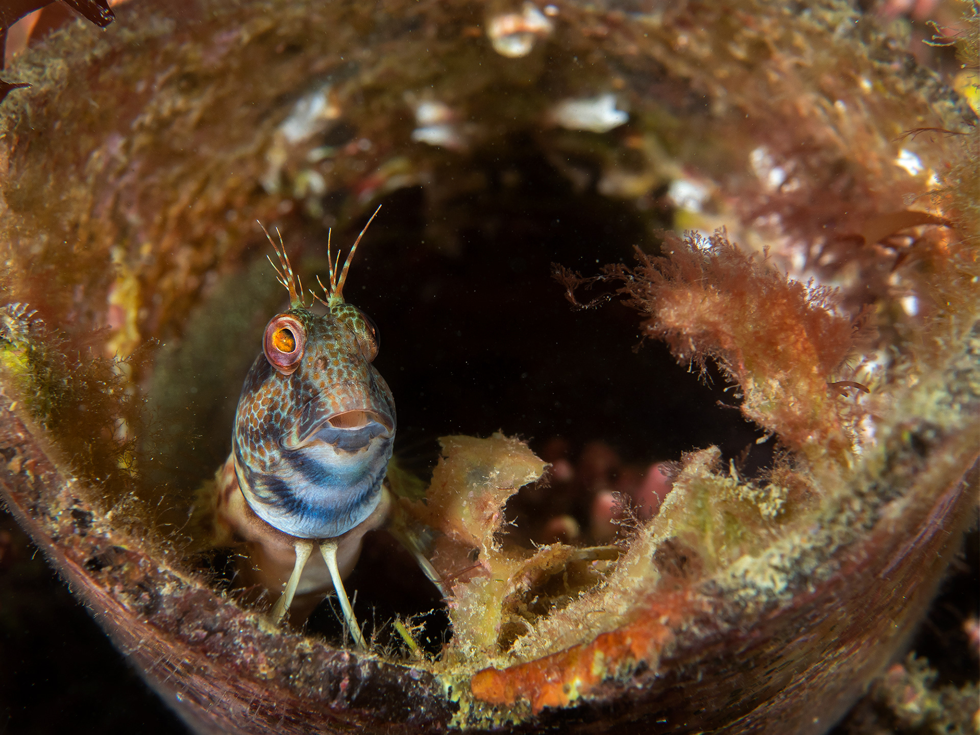Variable Blenny in a Glass Bottle