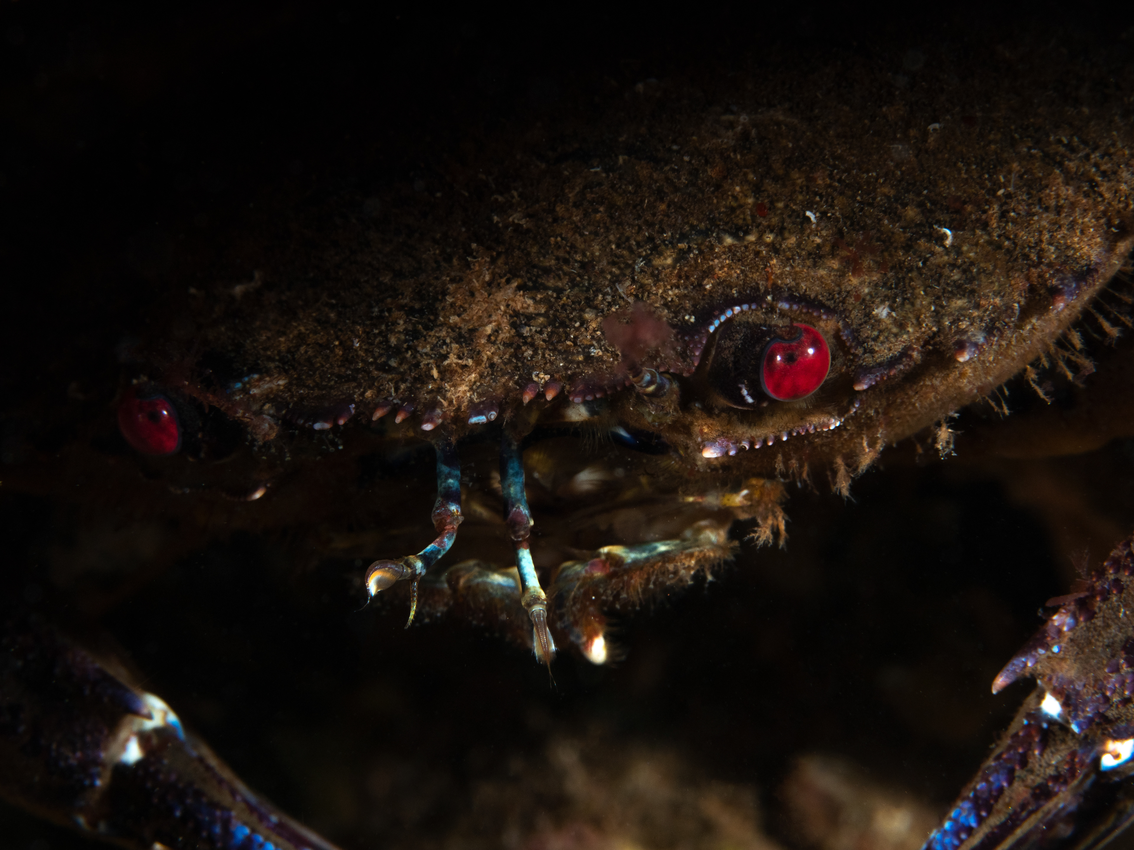 Velvet Swimming Crab