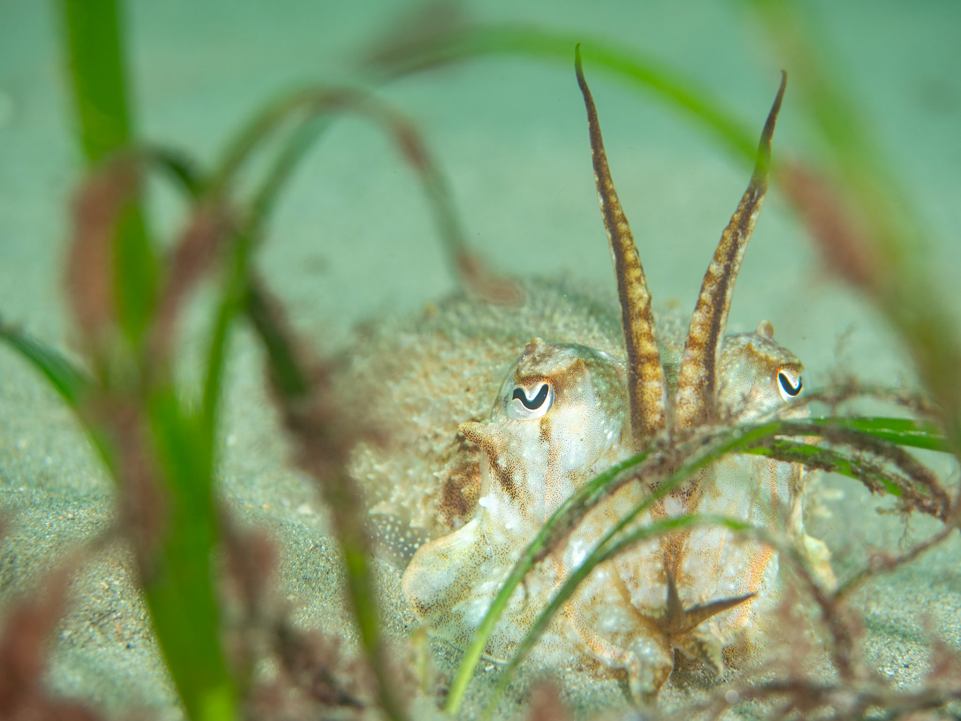 Cuttlefish in Seagrass