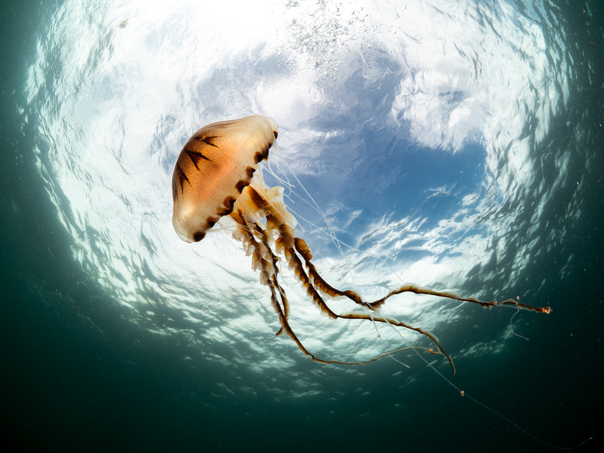 Compass on snell's window