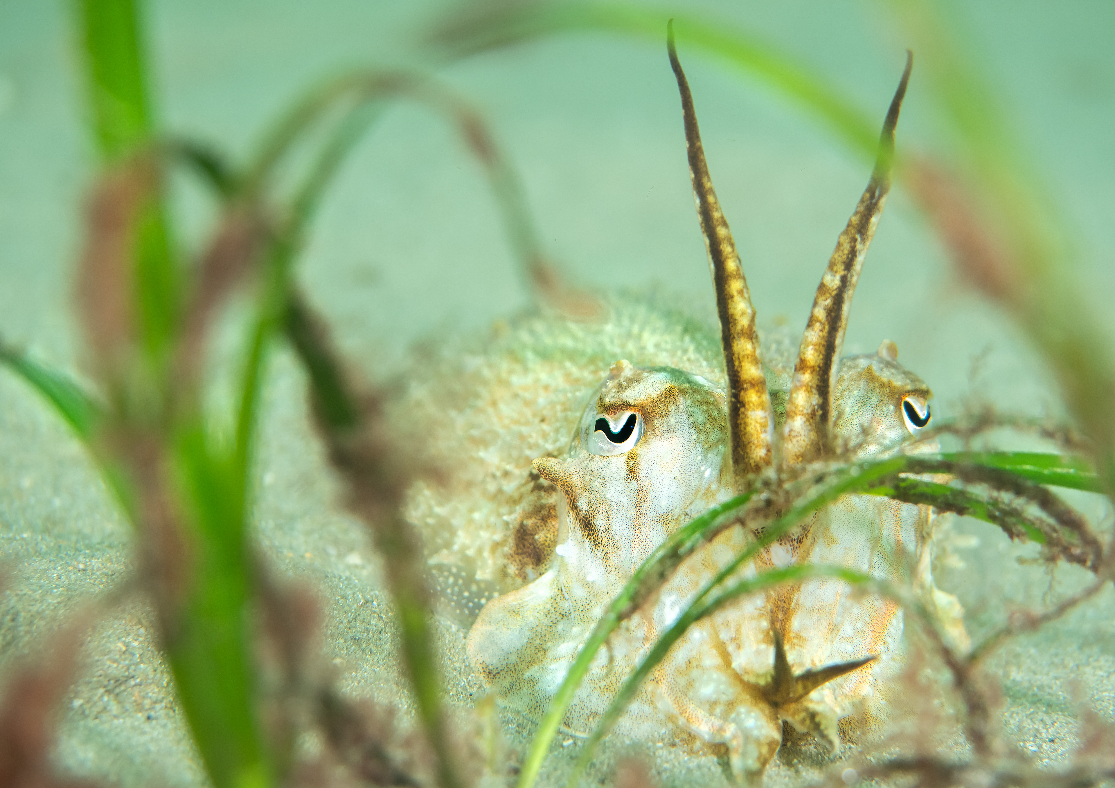 Cuttlefish Camouflage 