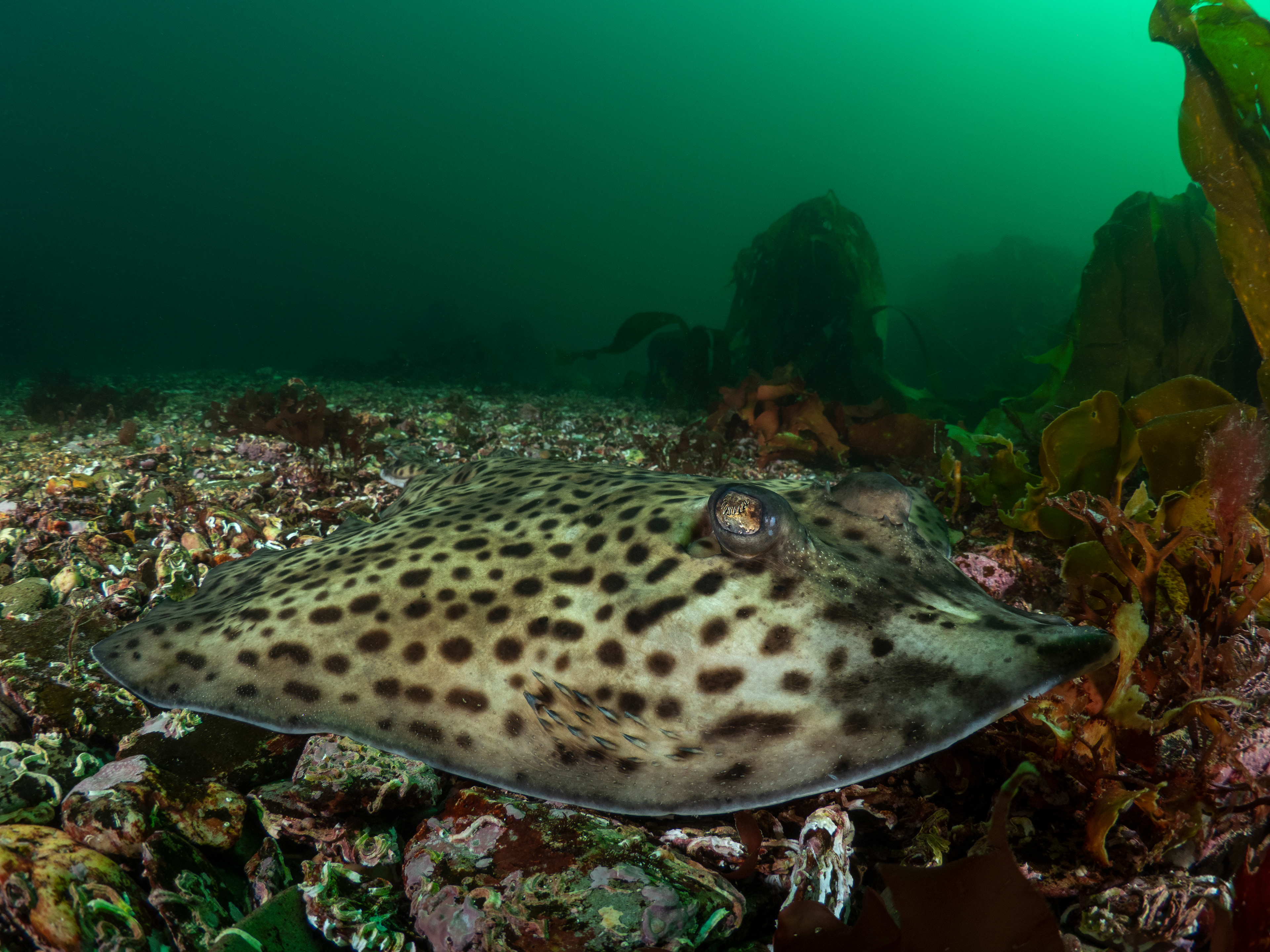 Thornback Ray