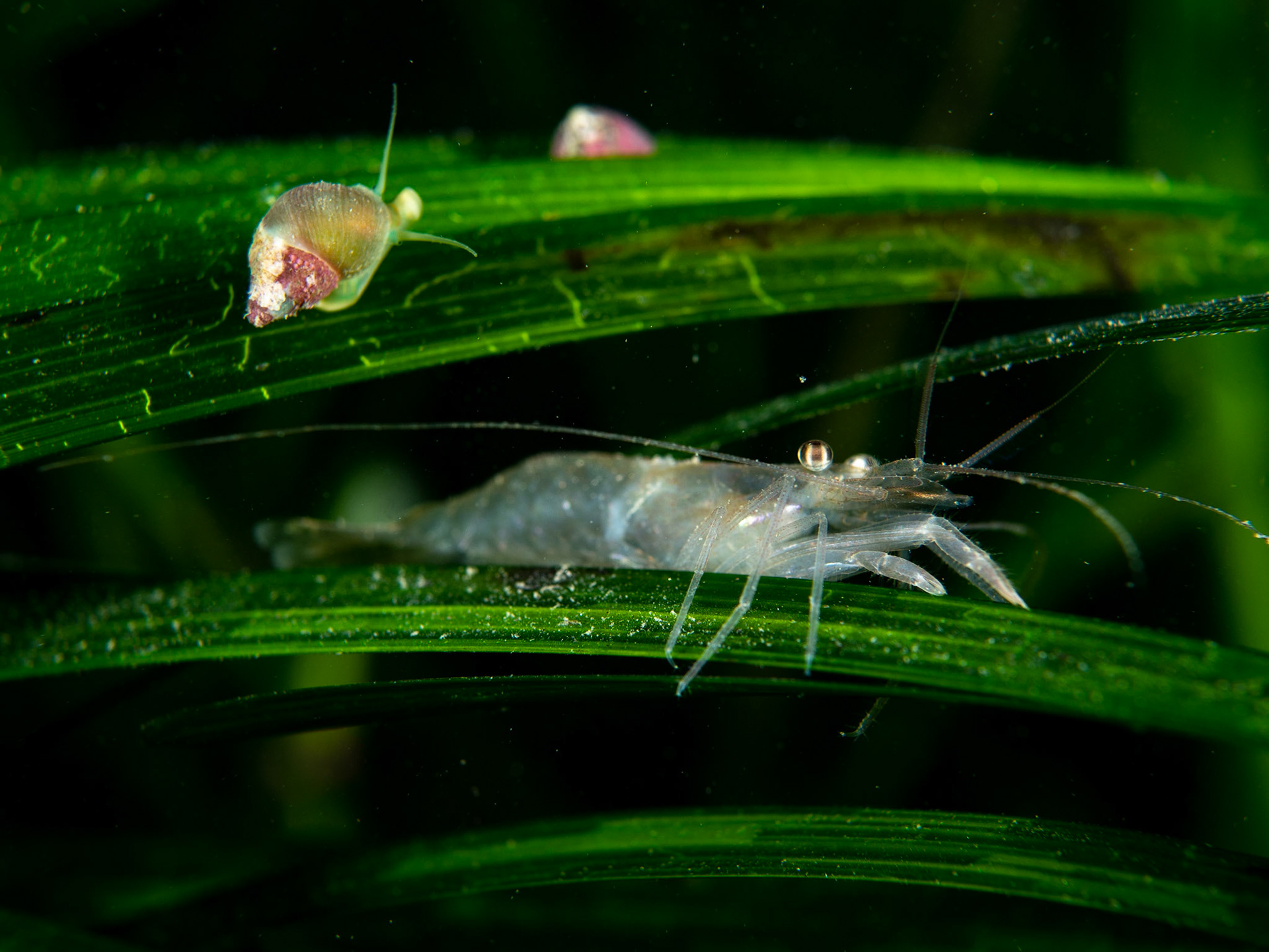 Shrimp on Seagrass