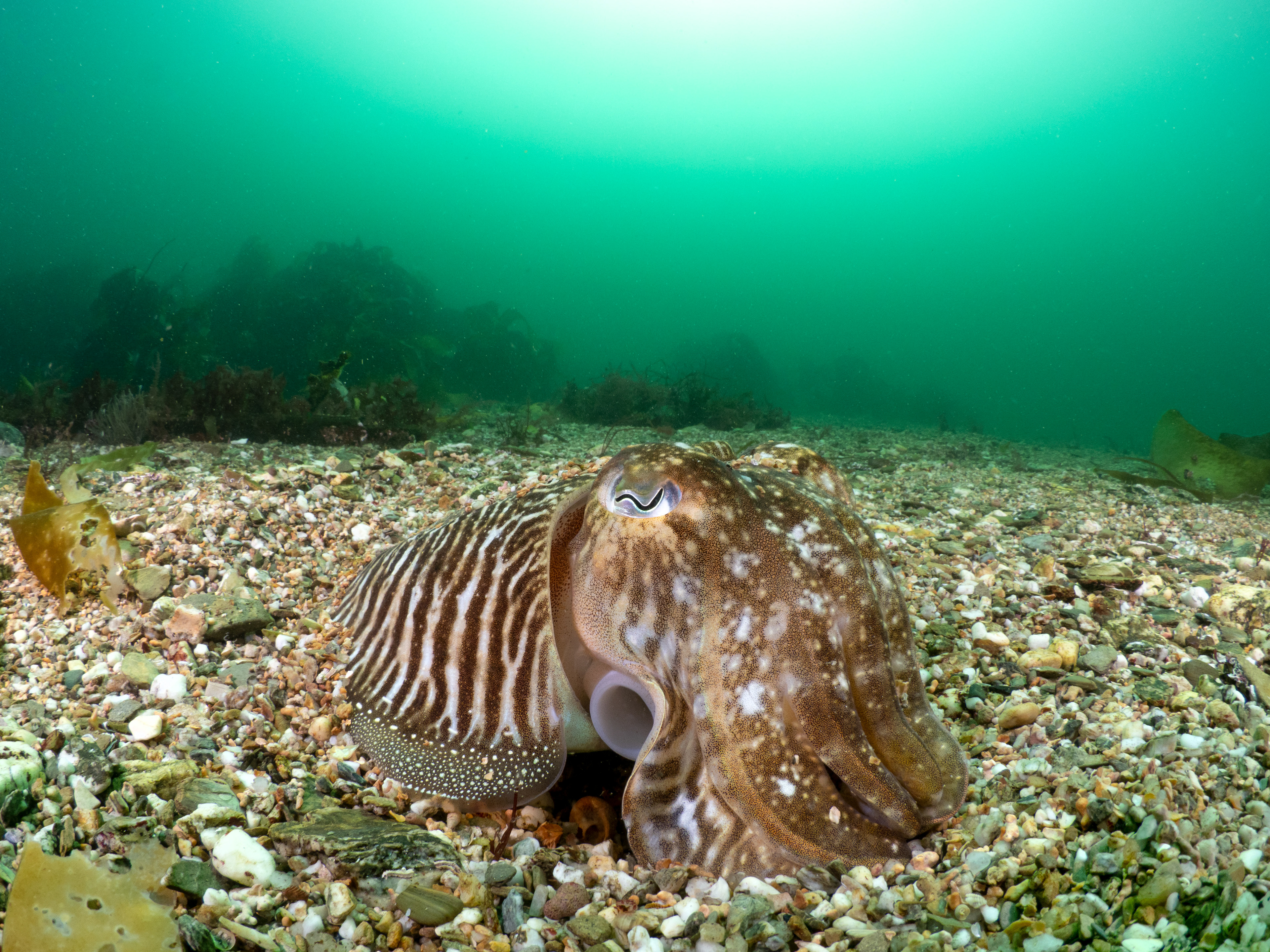 Cuttlefish on Sand