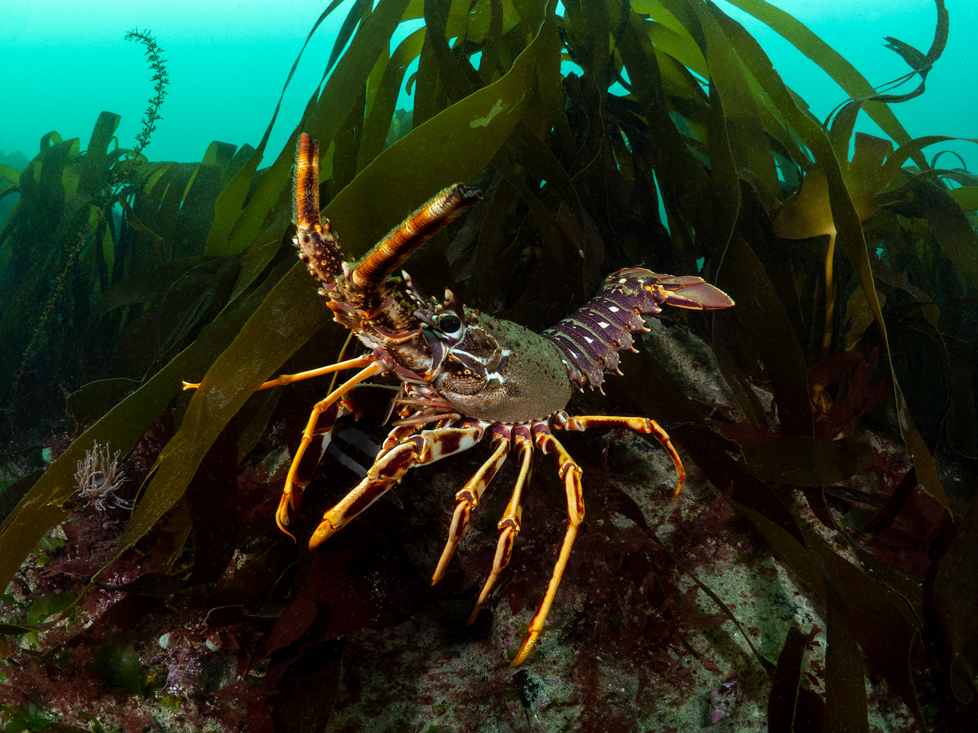 Crawfish on shallow kelp reef 
