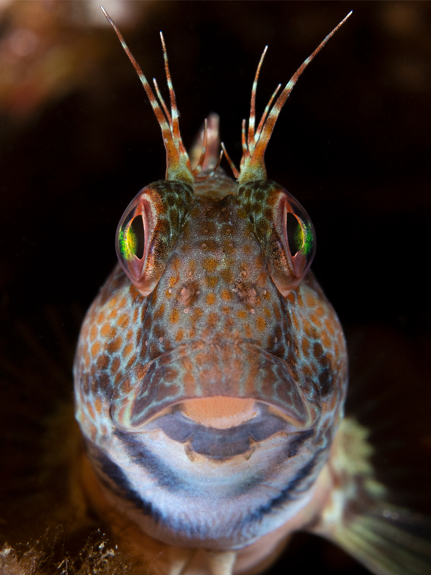 Variable blenny portrait