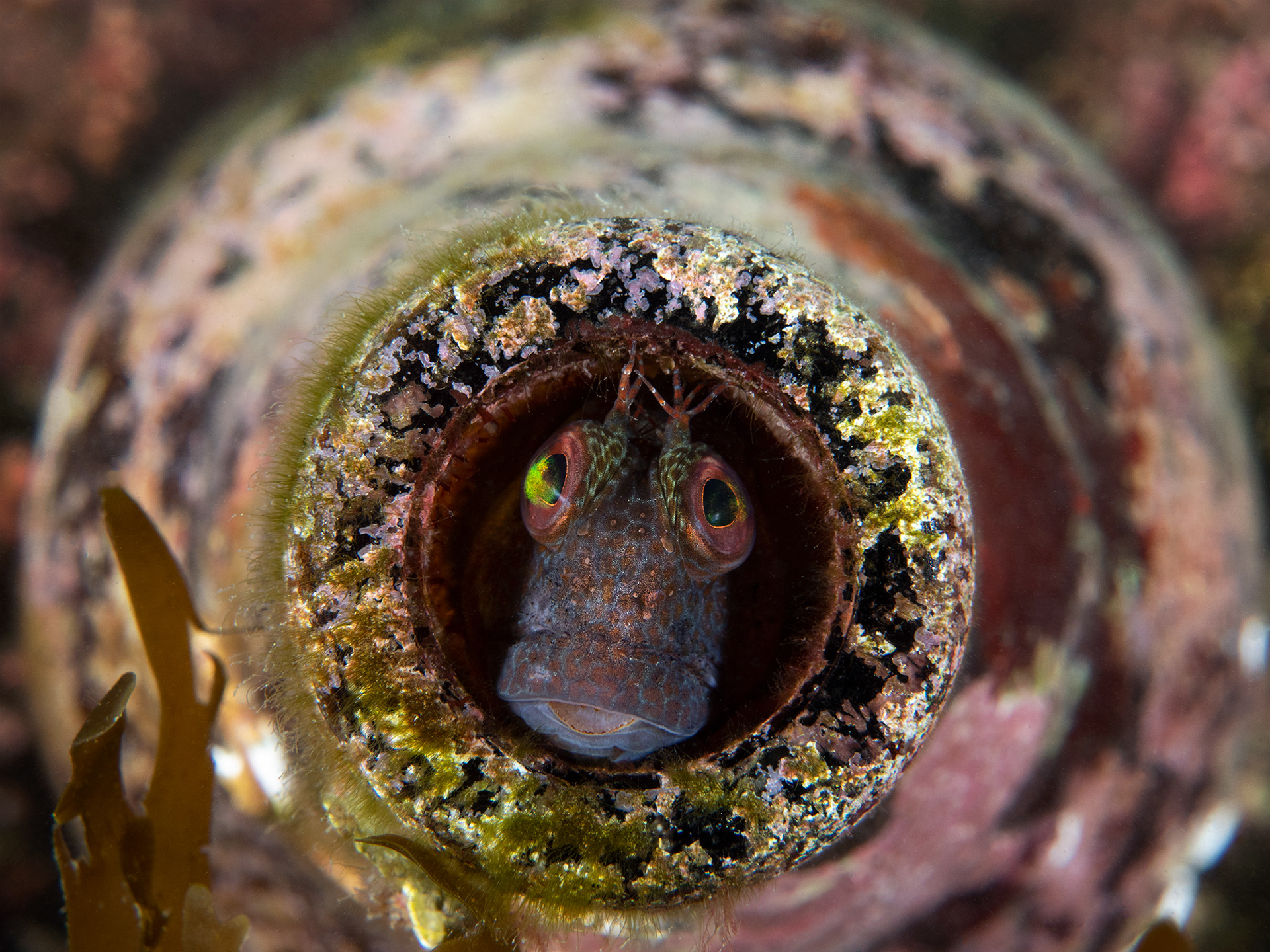 Blenny in a bottle