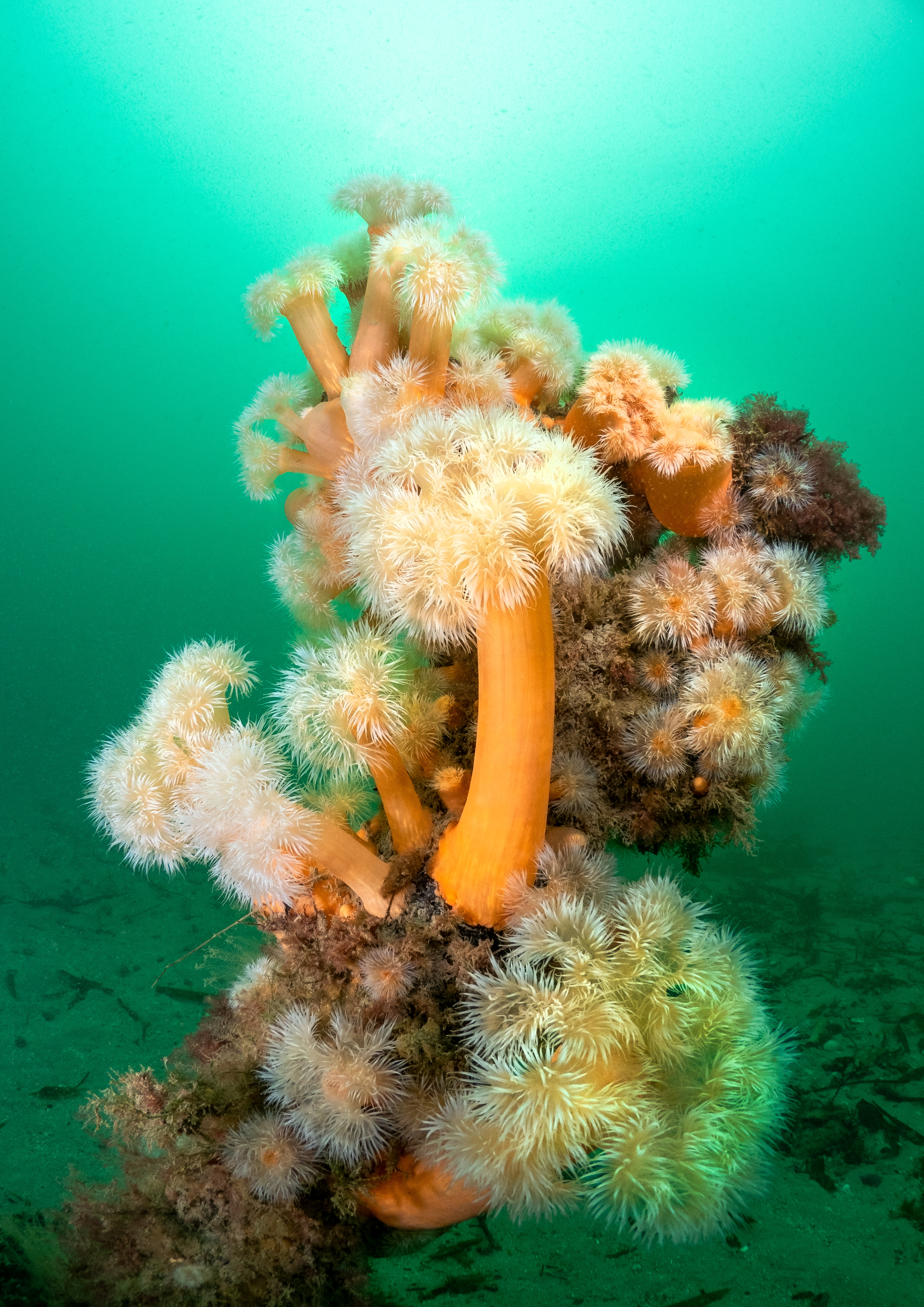 Plumose Anemone Growth