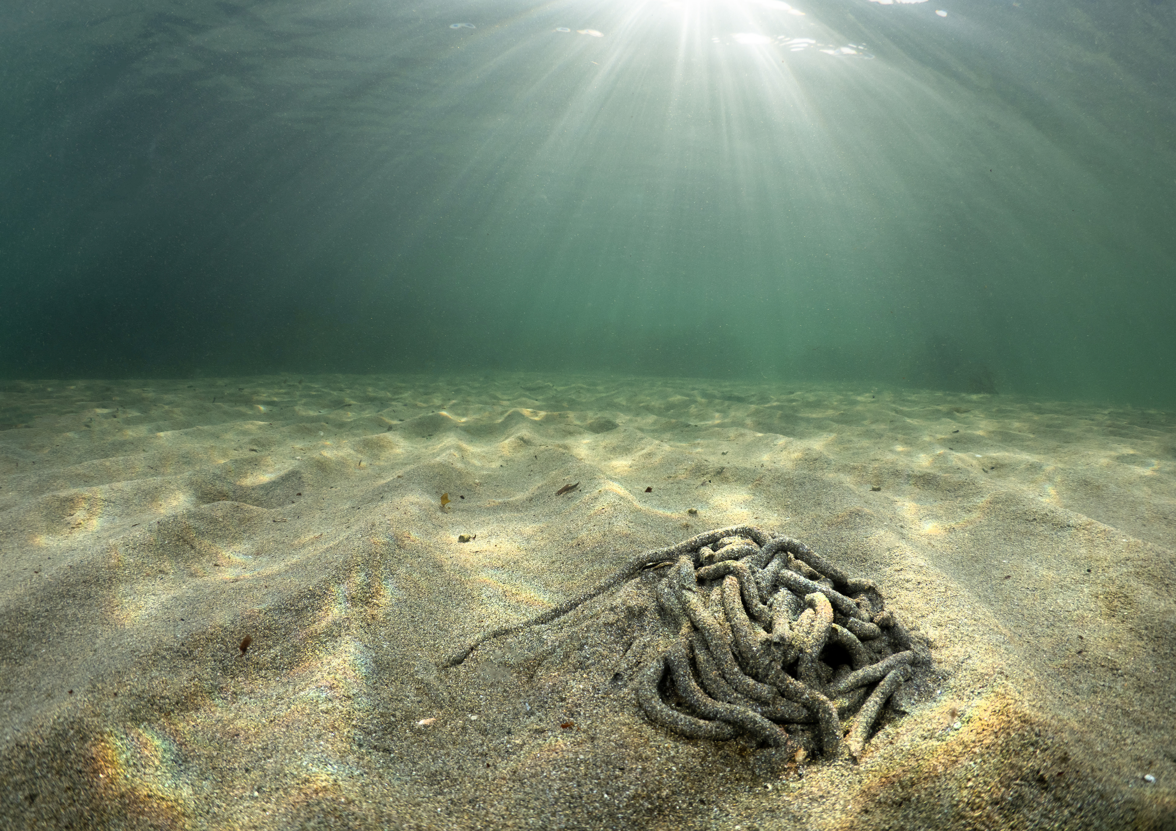 Burrowing worm in shallow water