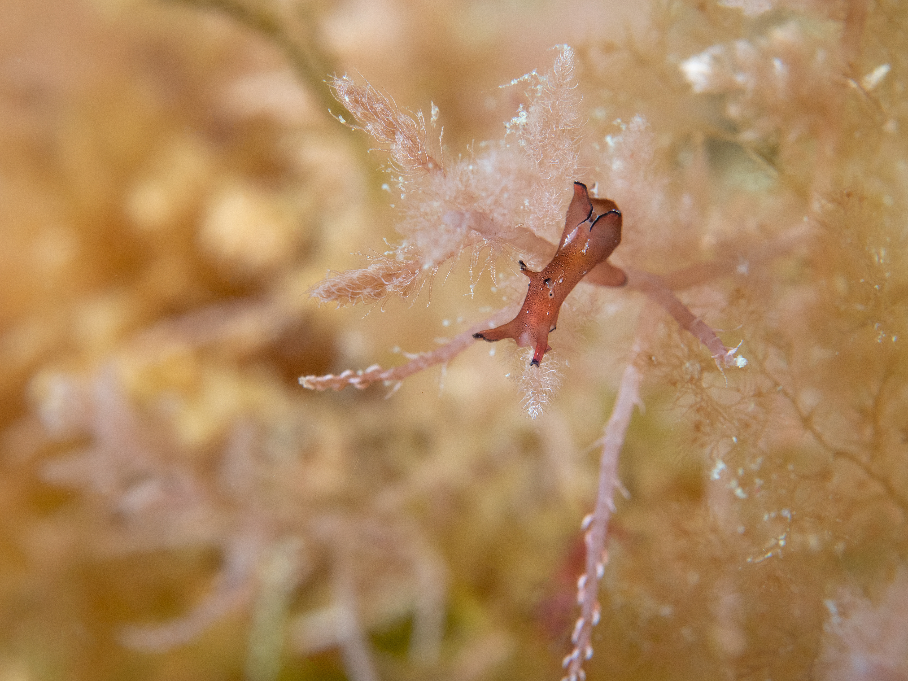 Tiny Sea Hare