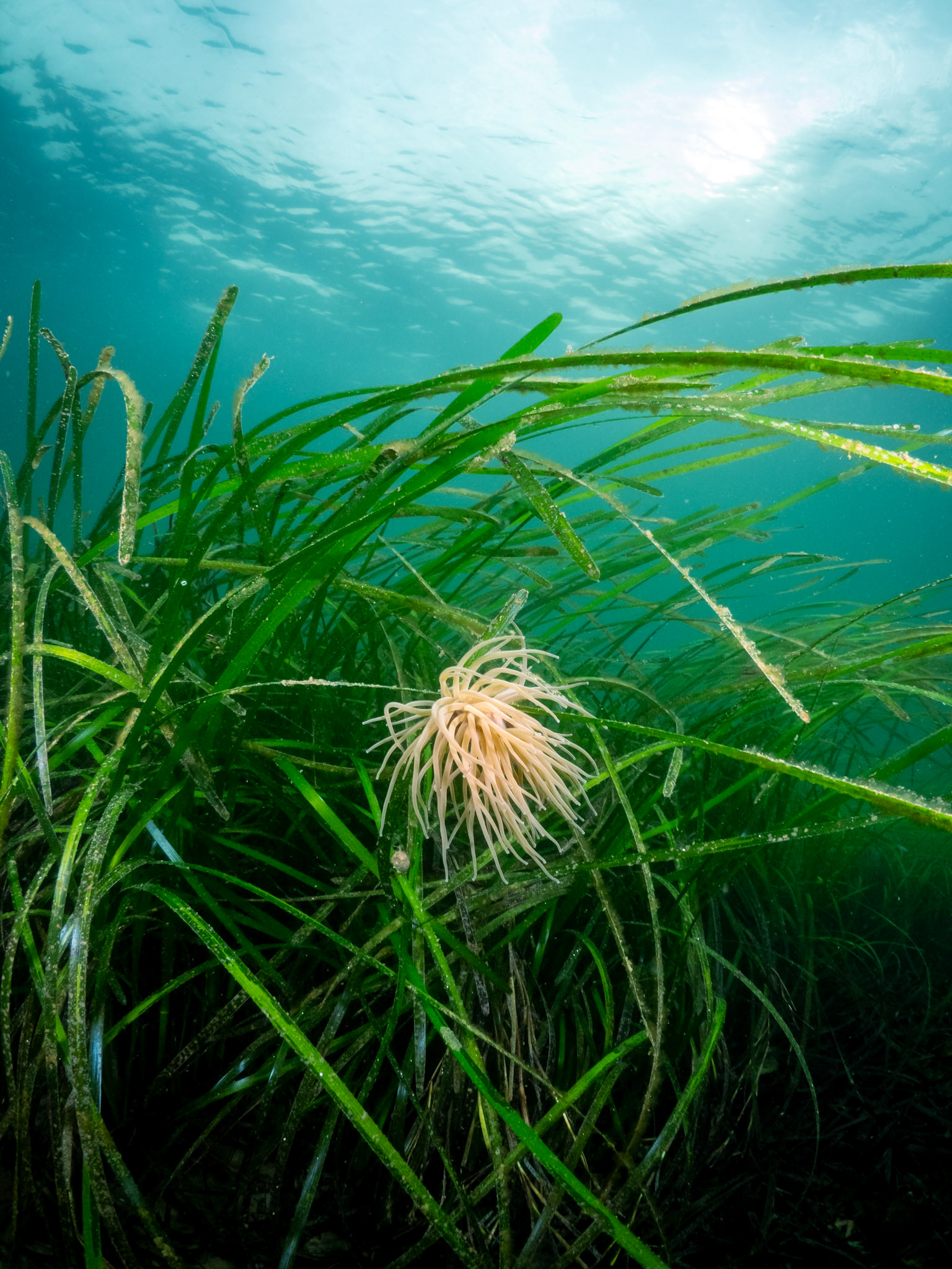 Snakelock Anemone in Seagrass