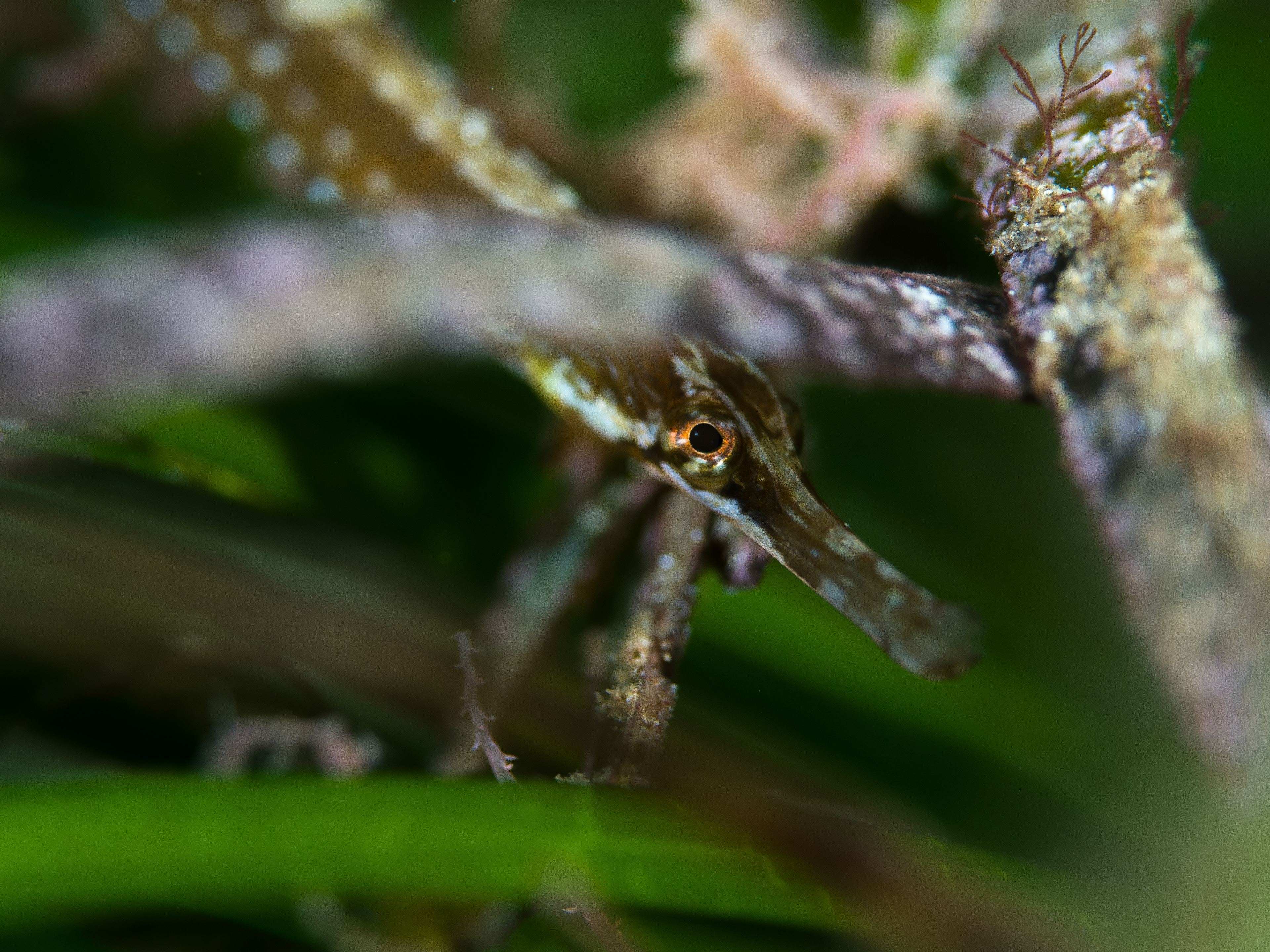 Small greater pipefish