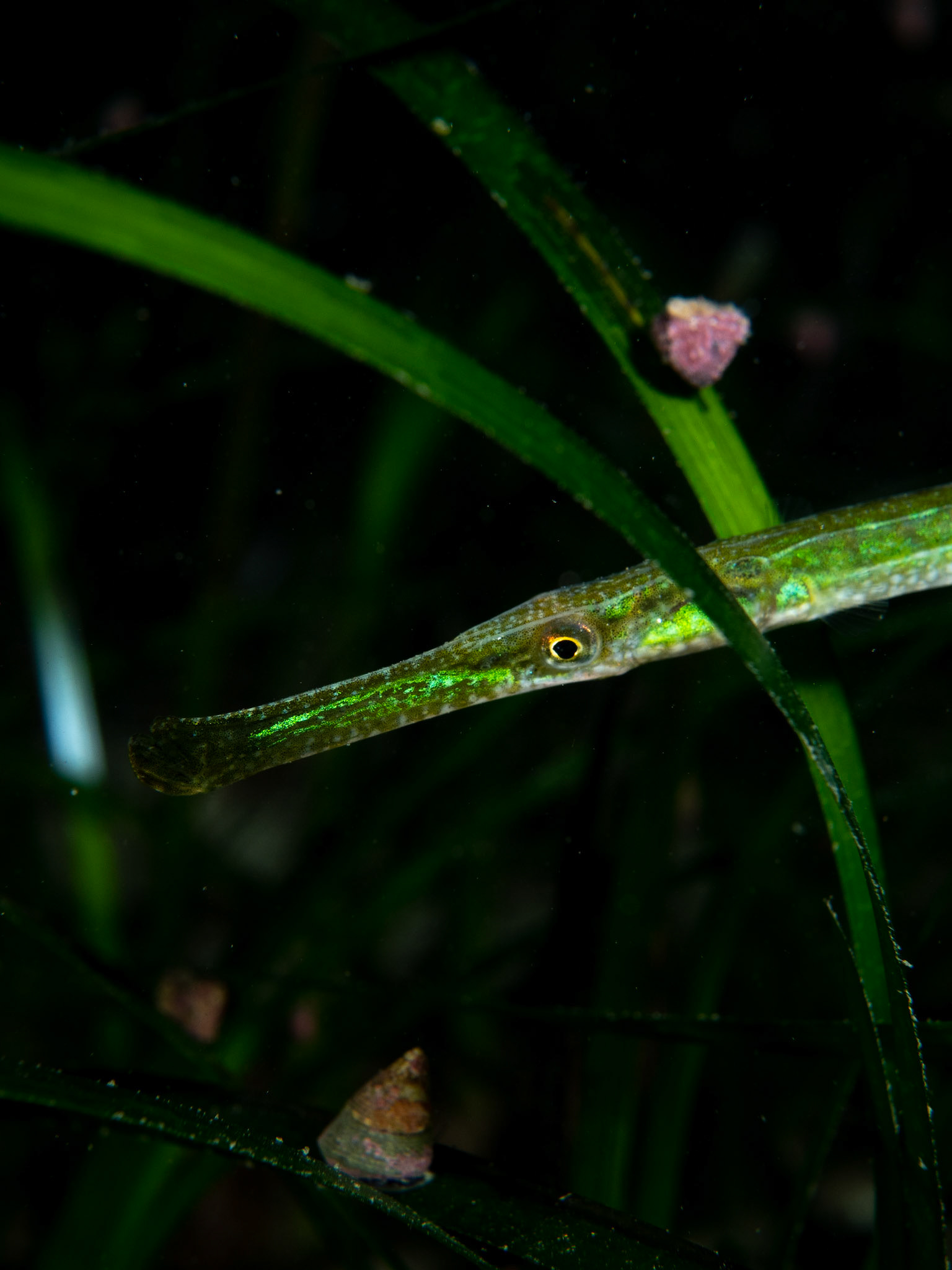 Broad-Nose Pipefish