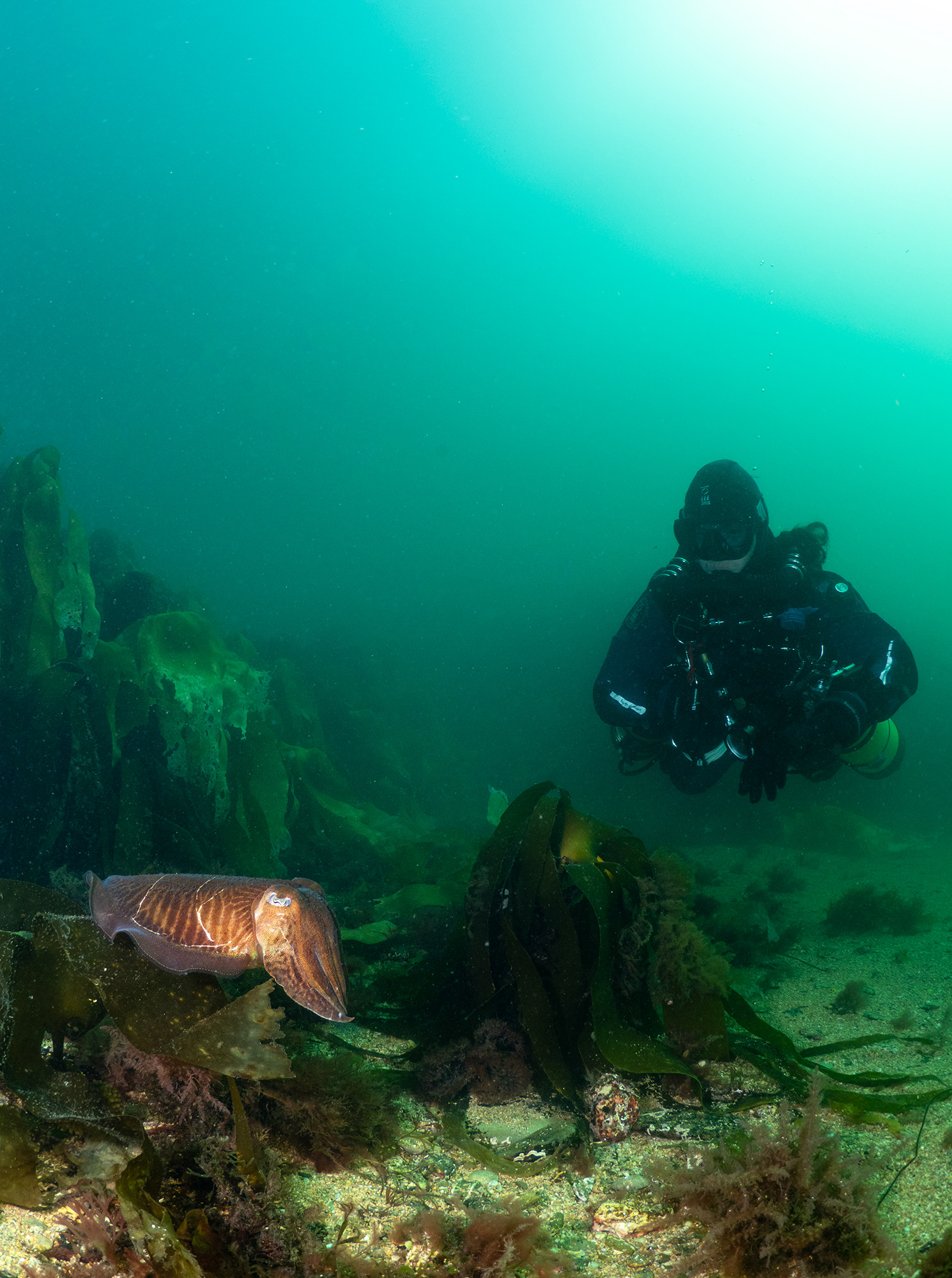 Diver on Rebreather with Cuttlefish