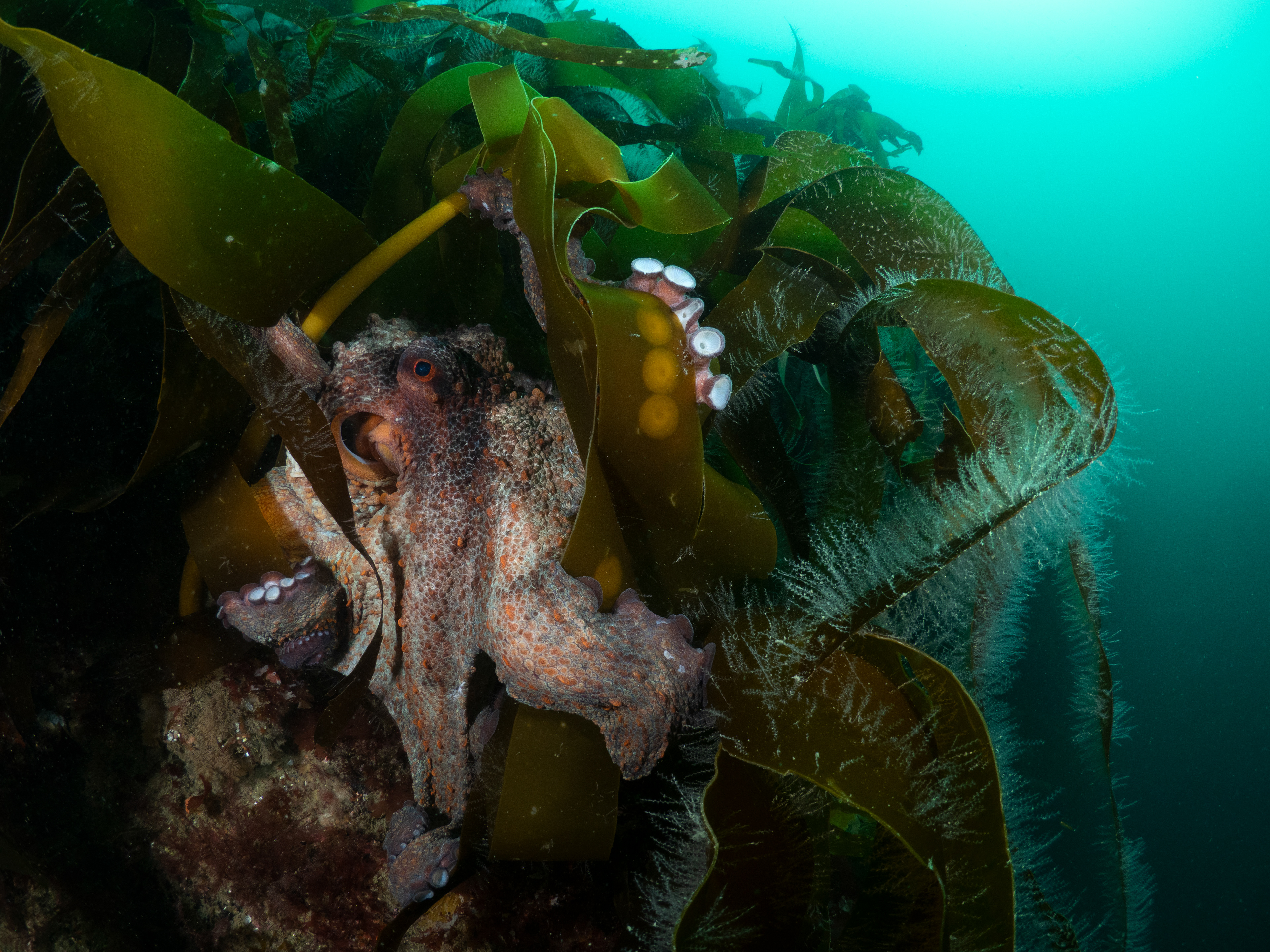 Common Octo Porthkerris 2